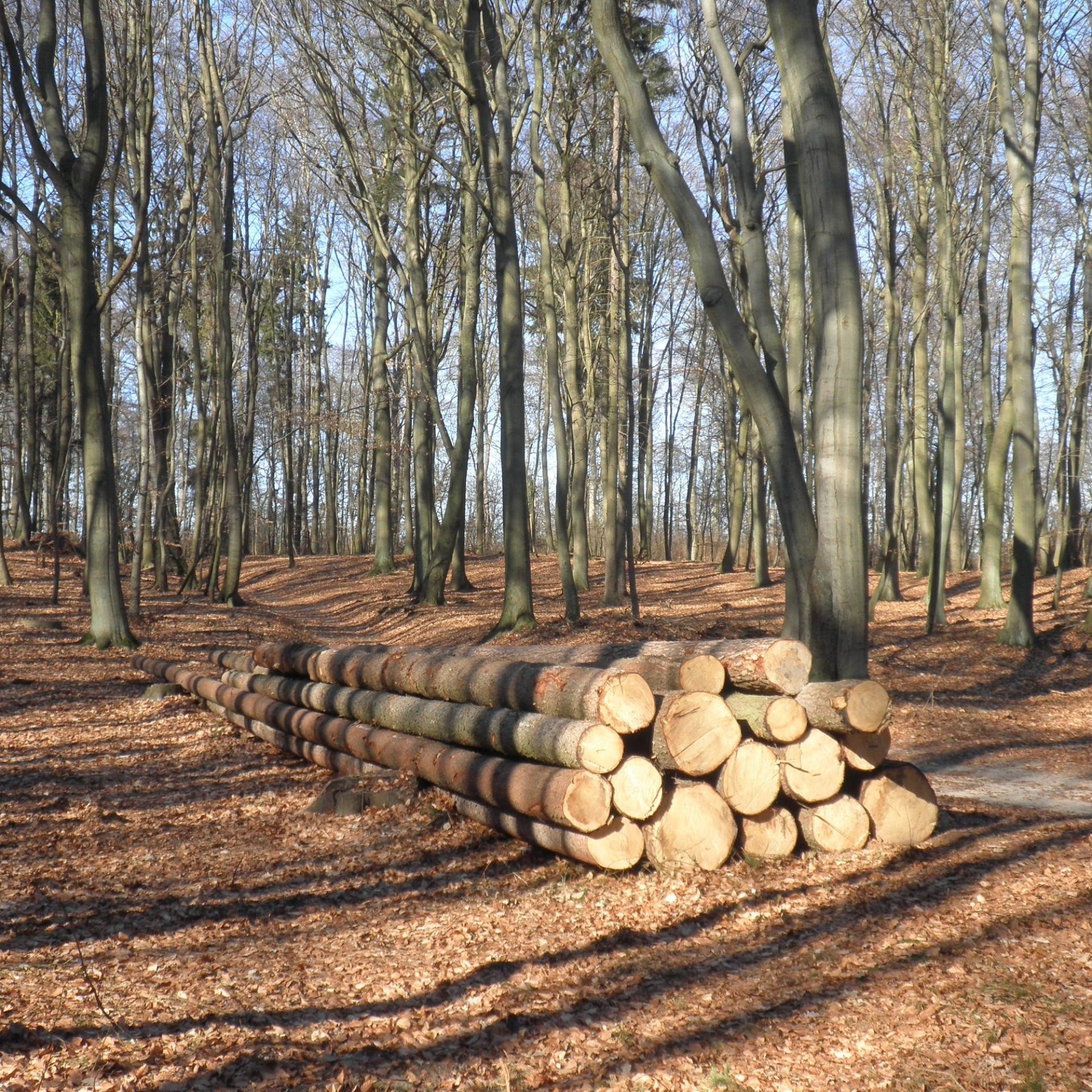 Holz im Wald