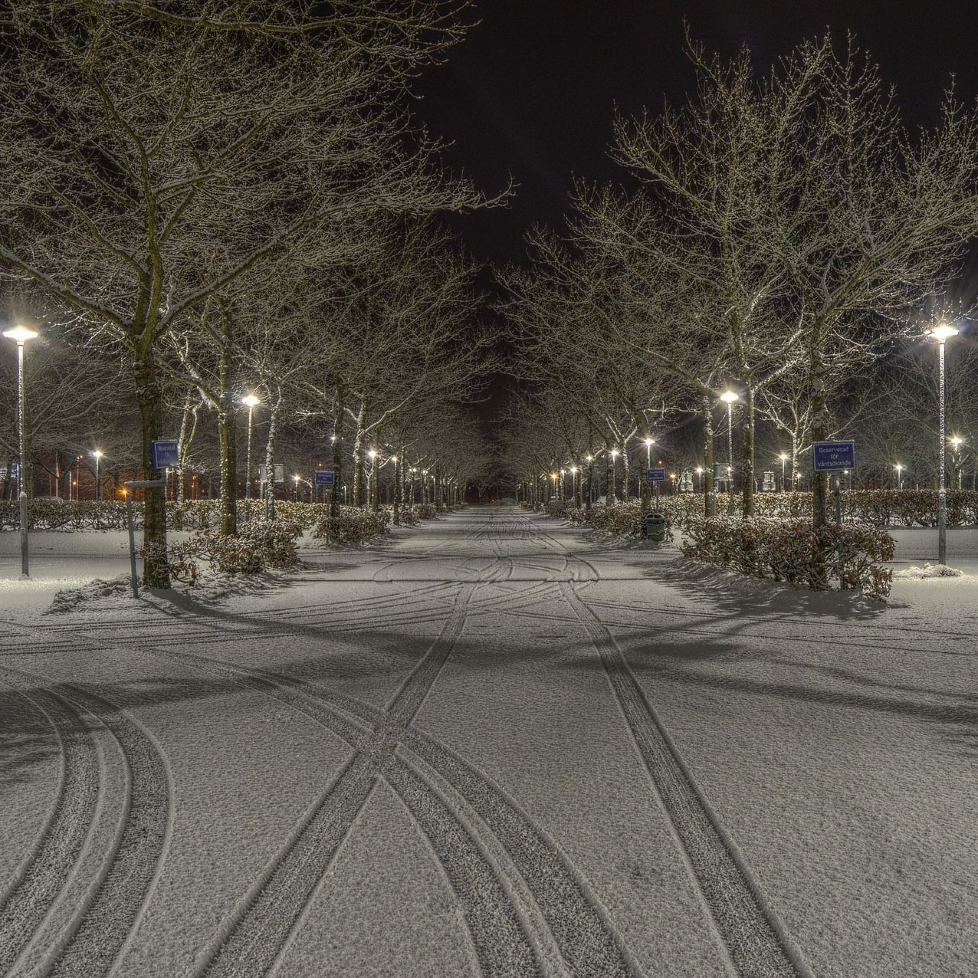 Stadtbäume am Strassenrand können im Winter unter dem Streusalz leiden.