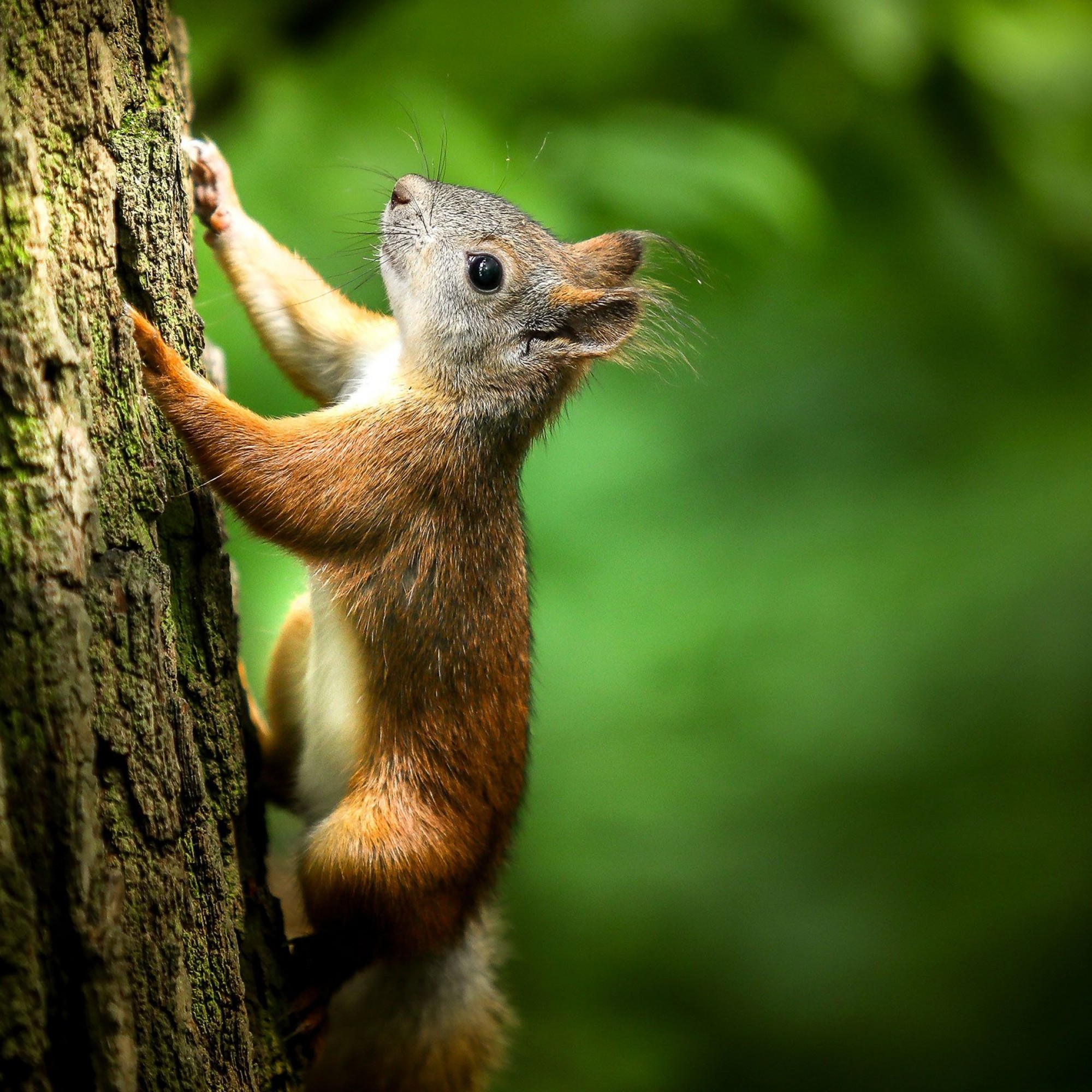 Eichhörnchen