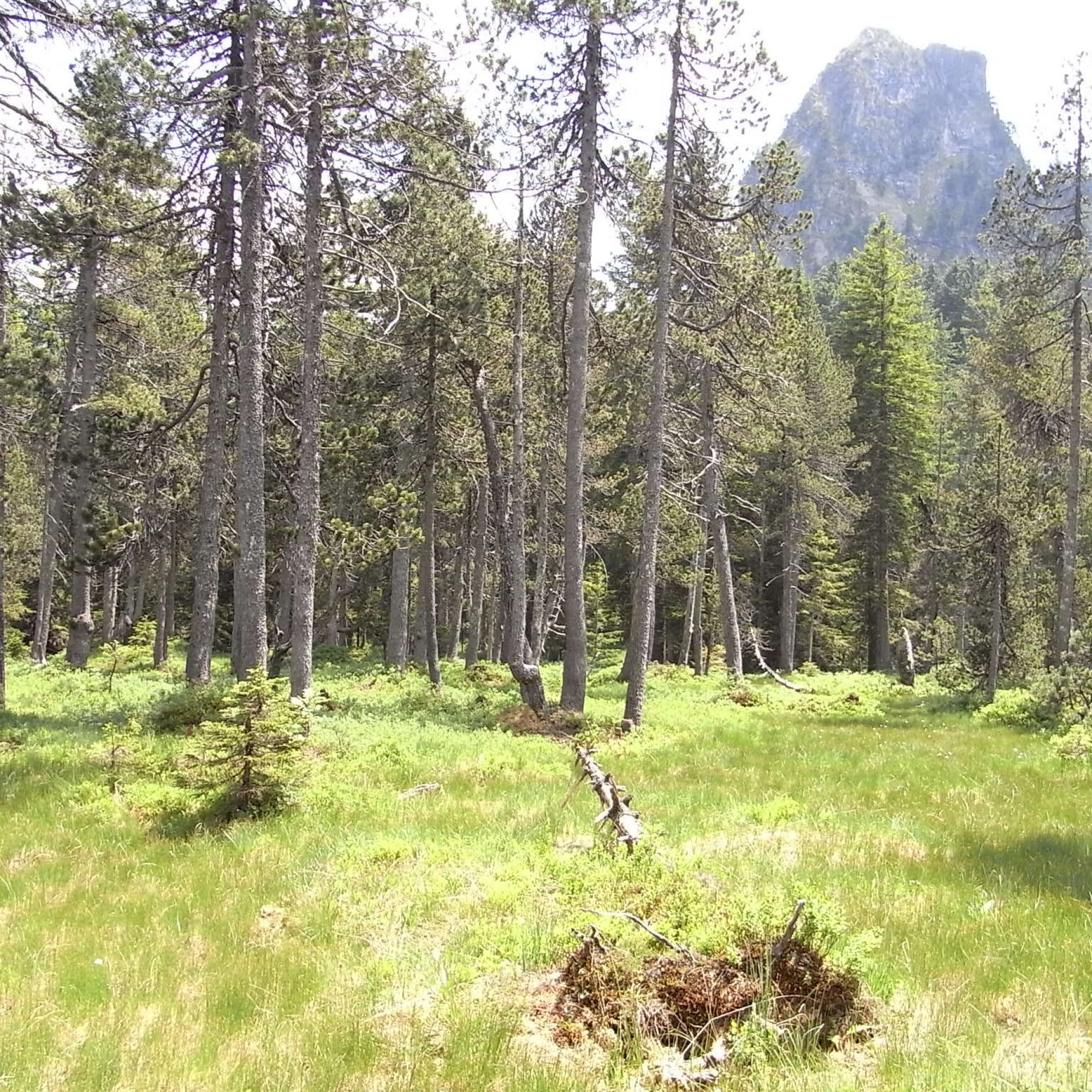 Moorwald, Ibergeregg.