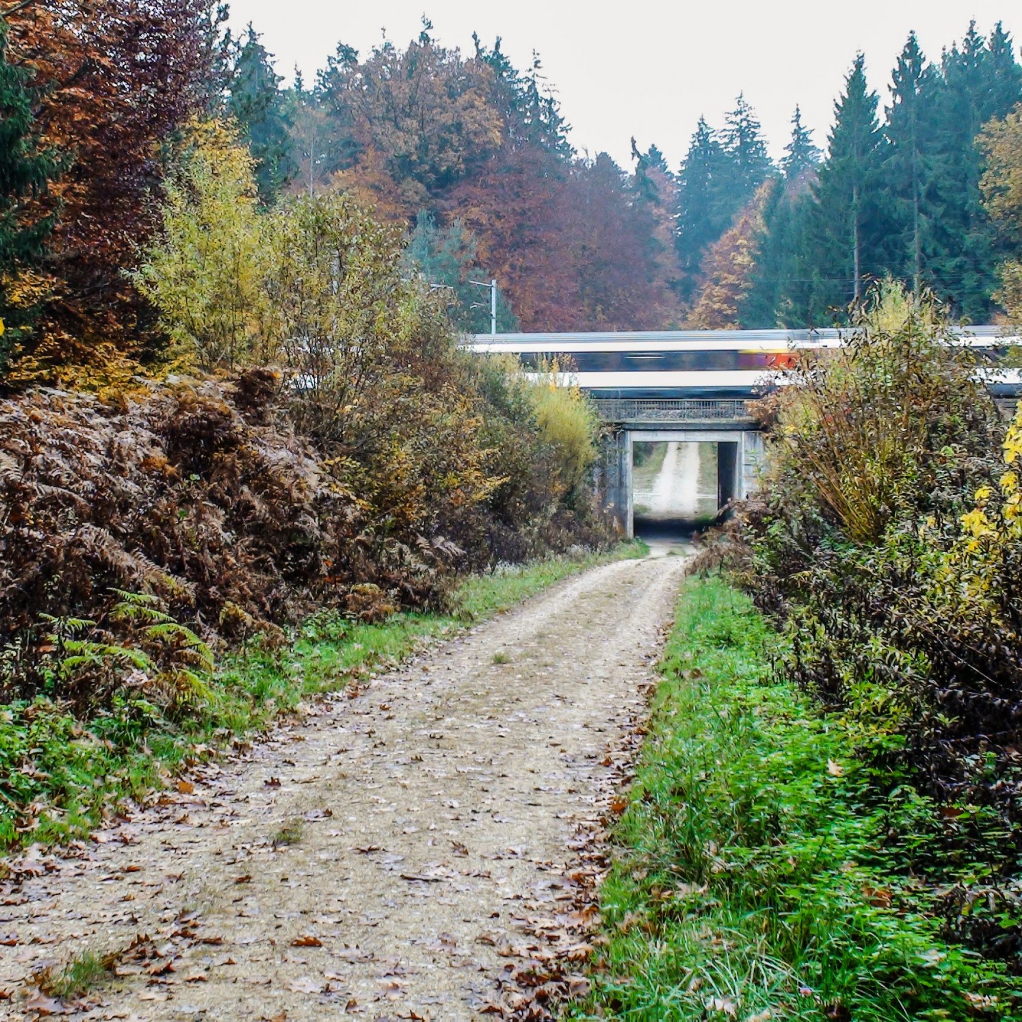 Die Büsche im Zugangsbereich bieten ideale Versteckmöglichkeiten für die Wildtiere. Doch die Passage unterhalb der Bahnstrecke ist zu schmal, sodass sie von grösseren Tiere sicher nicht genutzt wird.