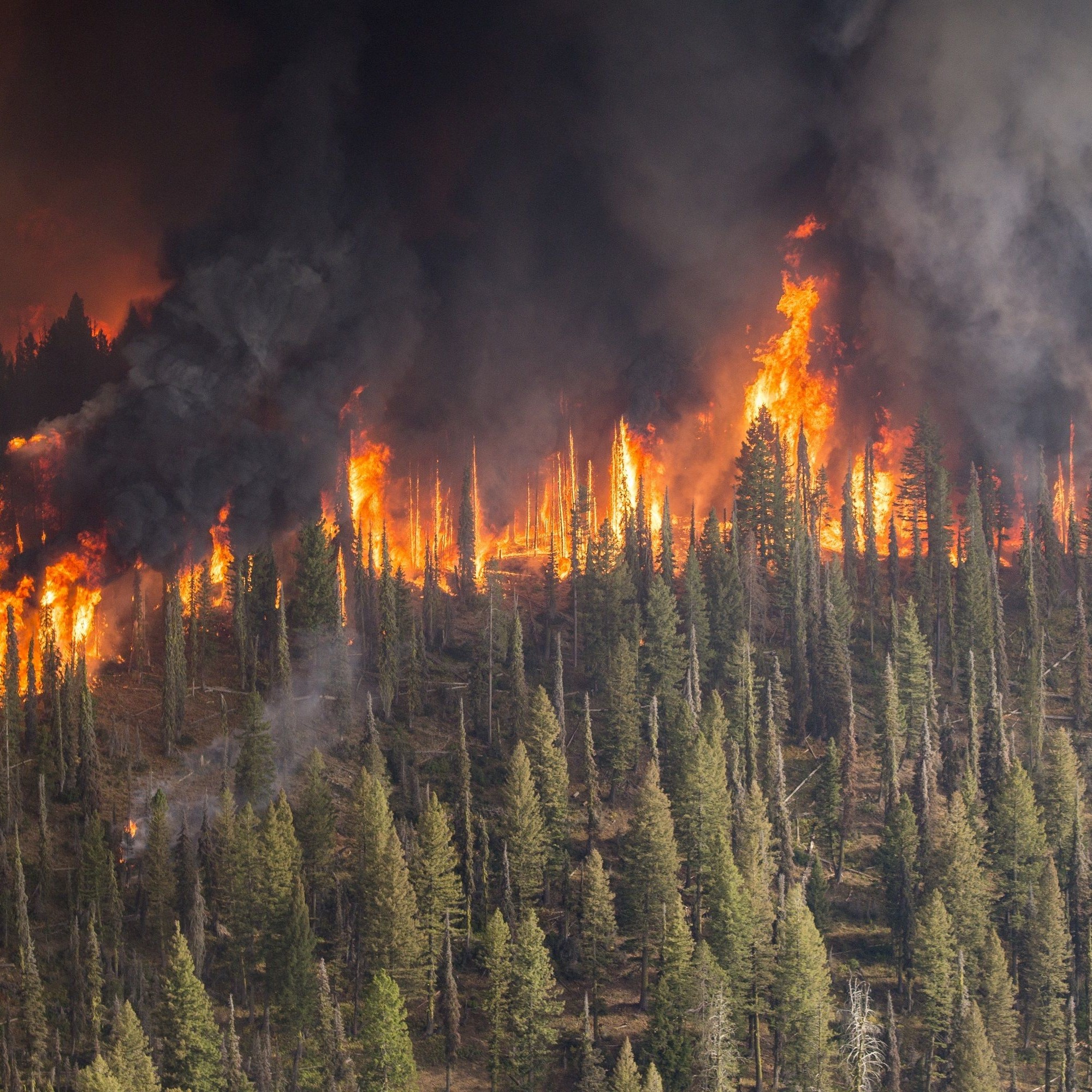 Almut Arneth nennt als Kritikpunkt natürliche Prozesse wie Waldbrände, Sturmschäden oder Schädlingsbefall, die das CO2-Speicherpotenzial von Wäldern reduzieren könnten. 