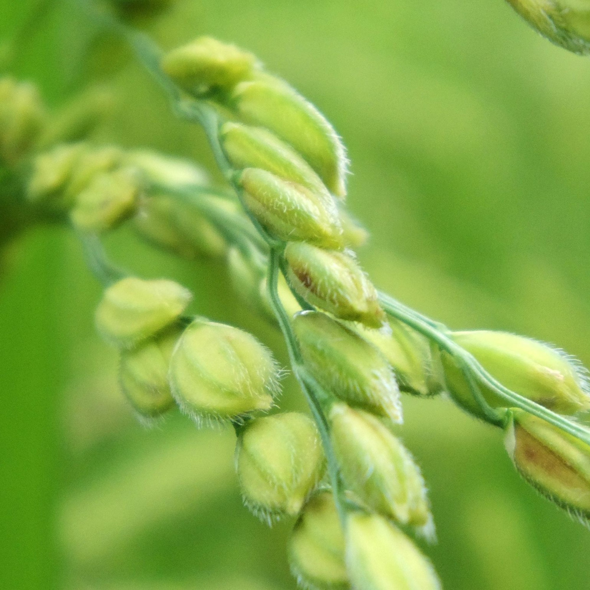 Reispflanze, Symbolbild.
