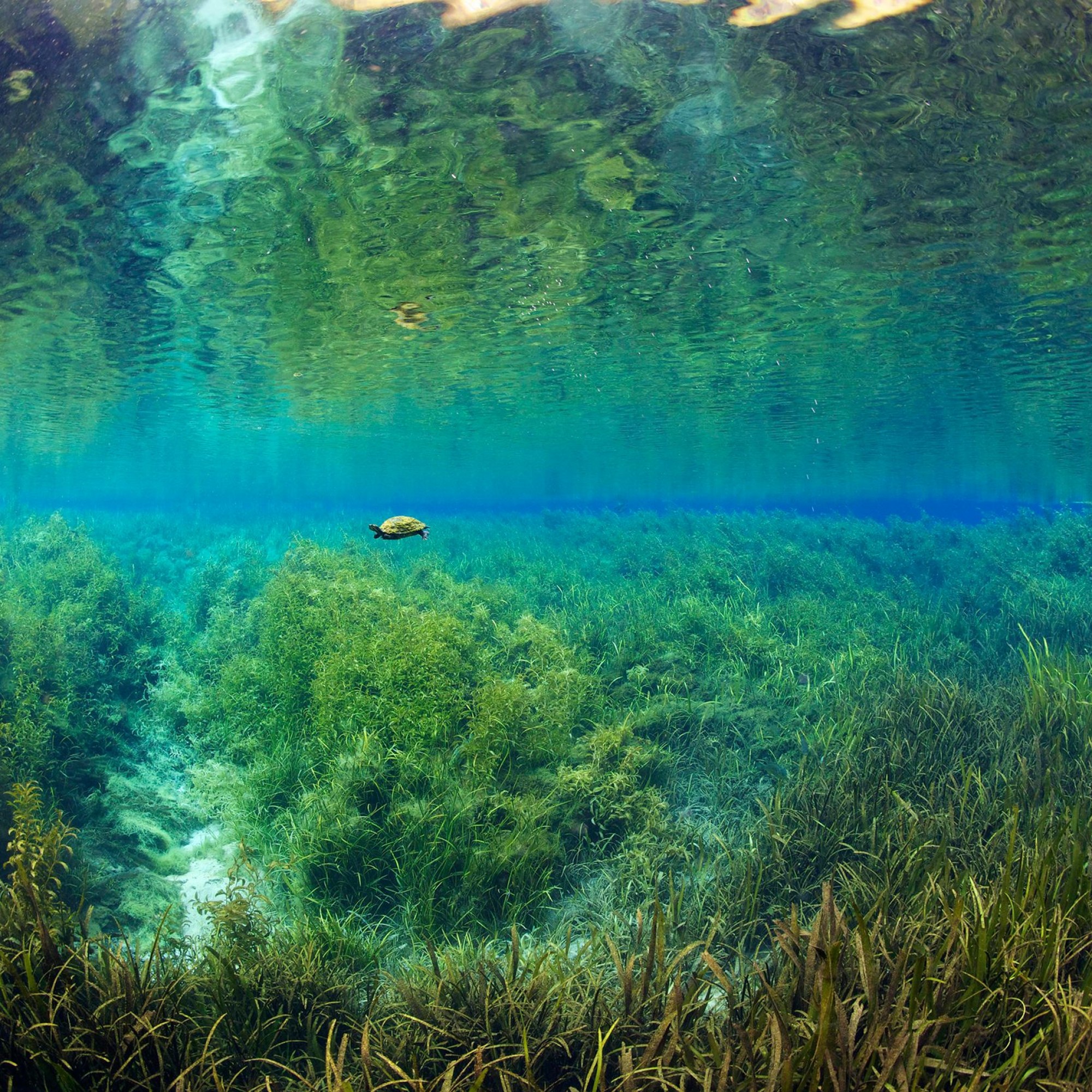 Schildkröte im Süsswasserstrom, der im Untergrund Floridas fliesst. 