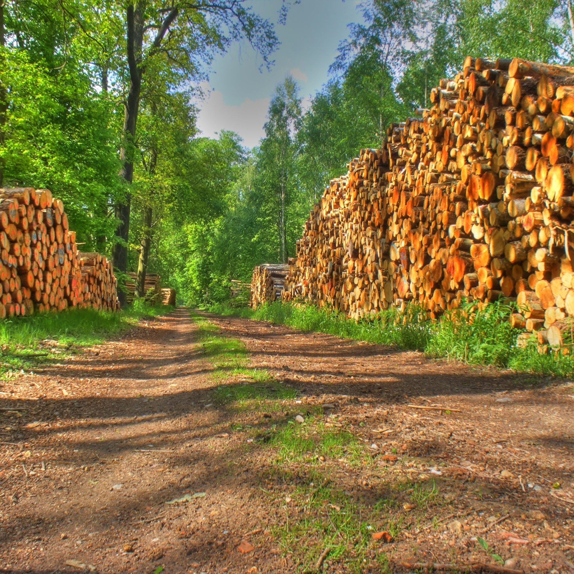 Holzstapel im Wald.