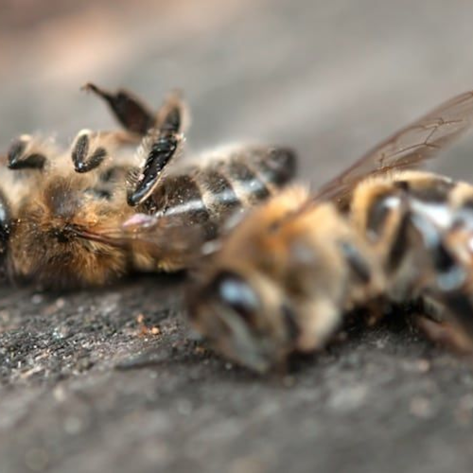 bienensterben