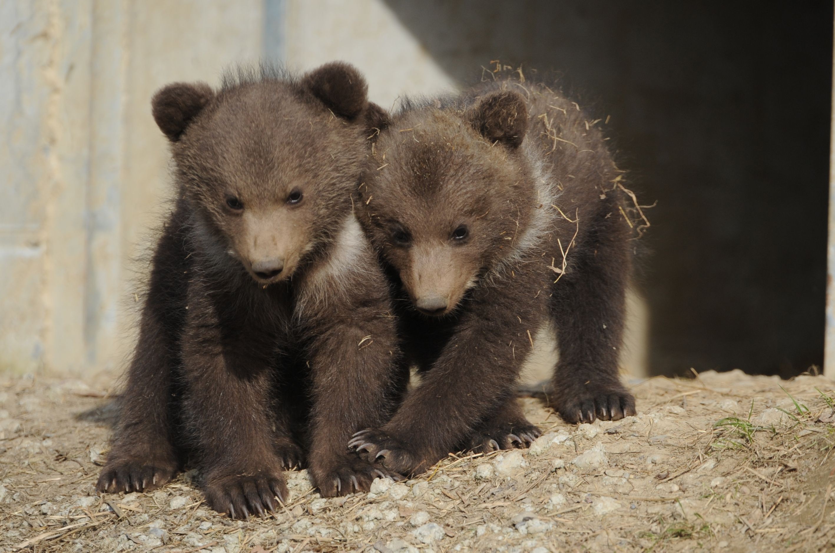 Jungtiere Berna und Ursina im Bärenpark Bern