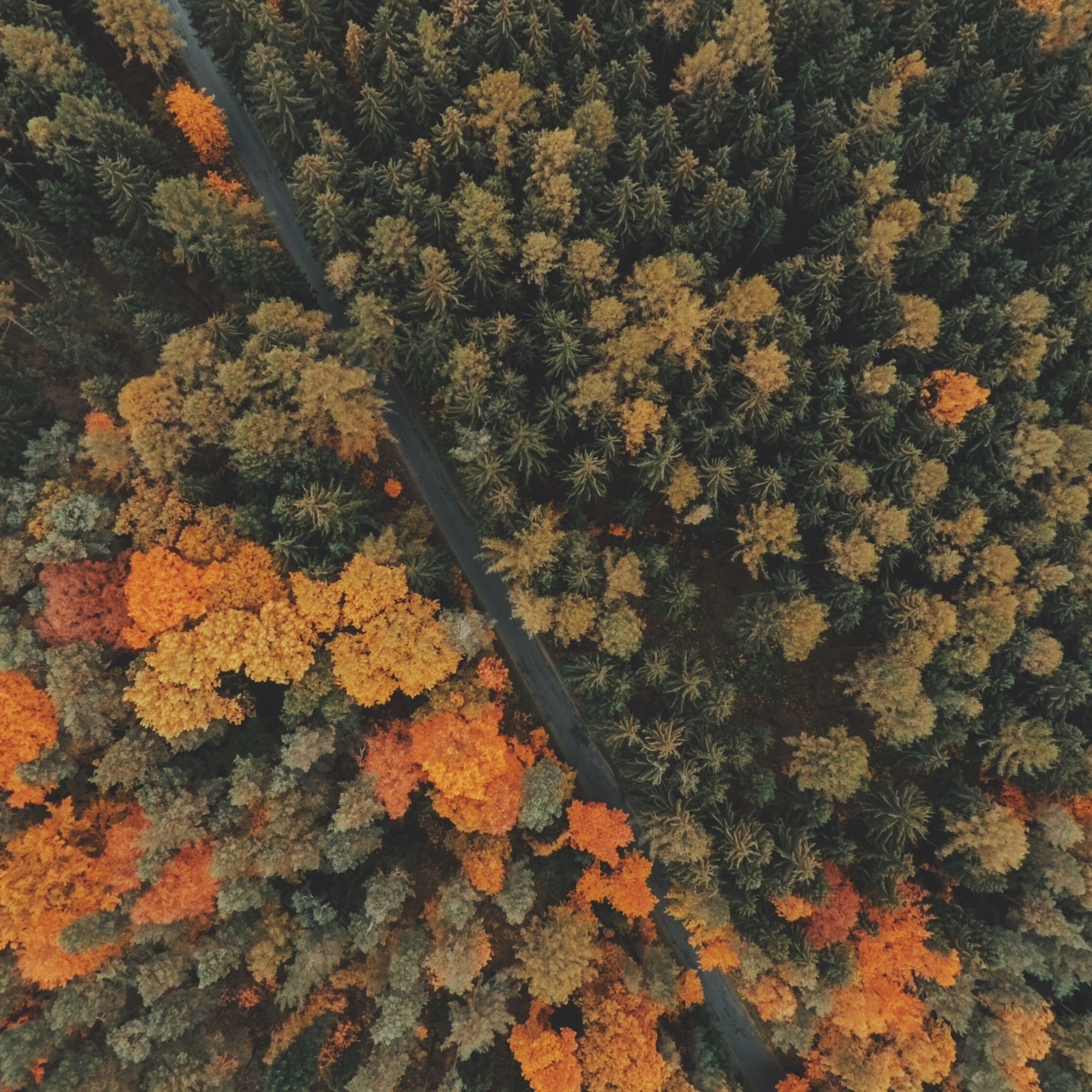 Bäume Wald Herbst