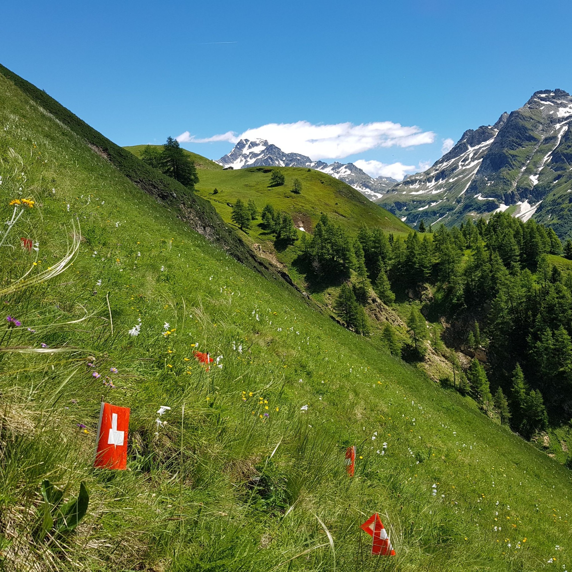 Trockenwiese «Chälmatta» im Binntal