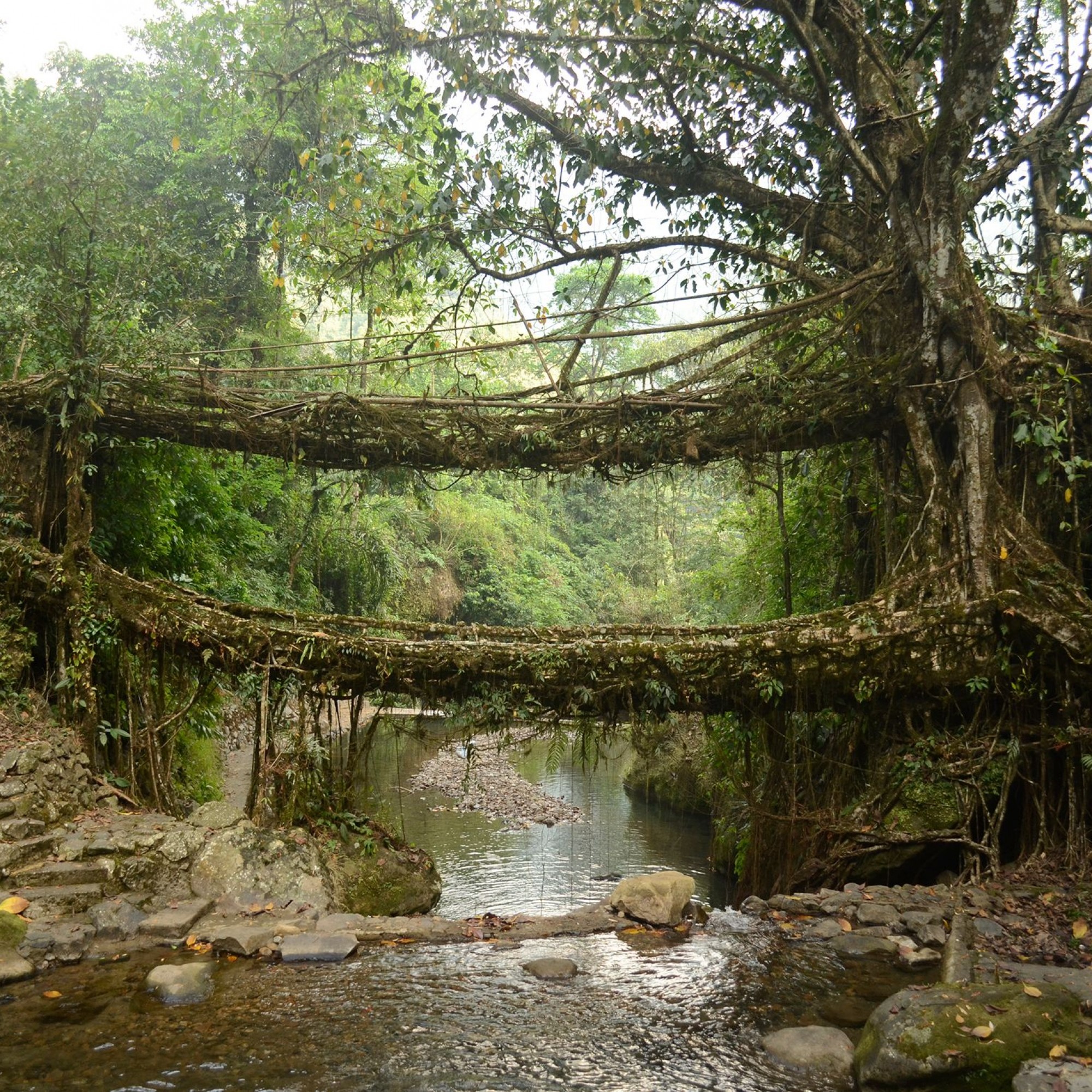 Lebende Brücke.