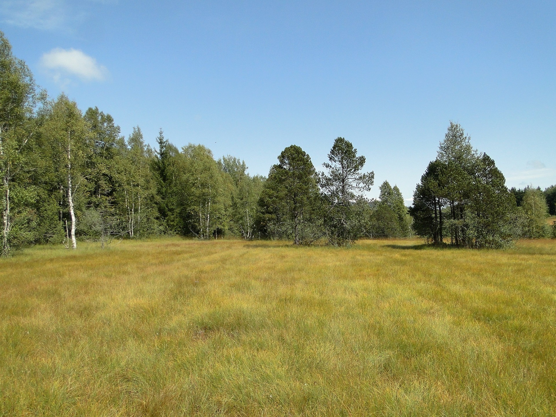 Hochmoor bei Rothenthurm SZ