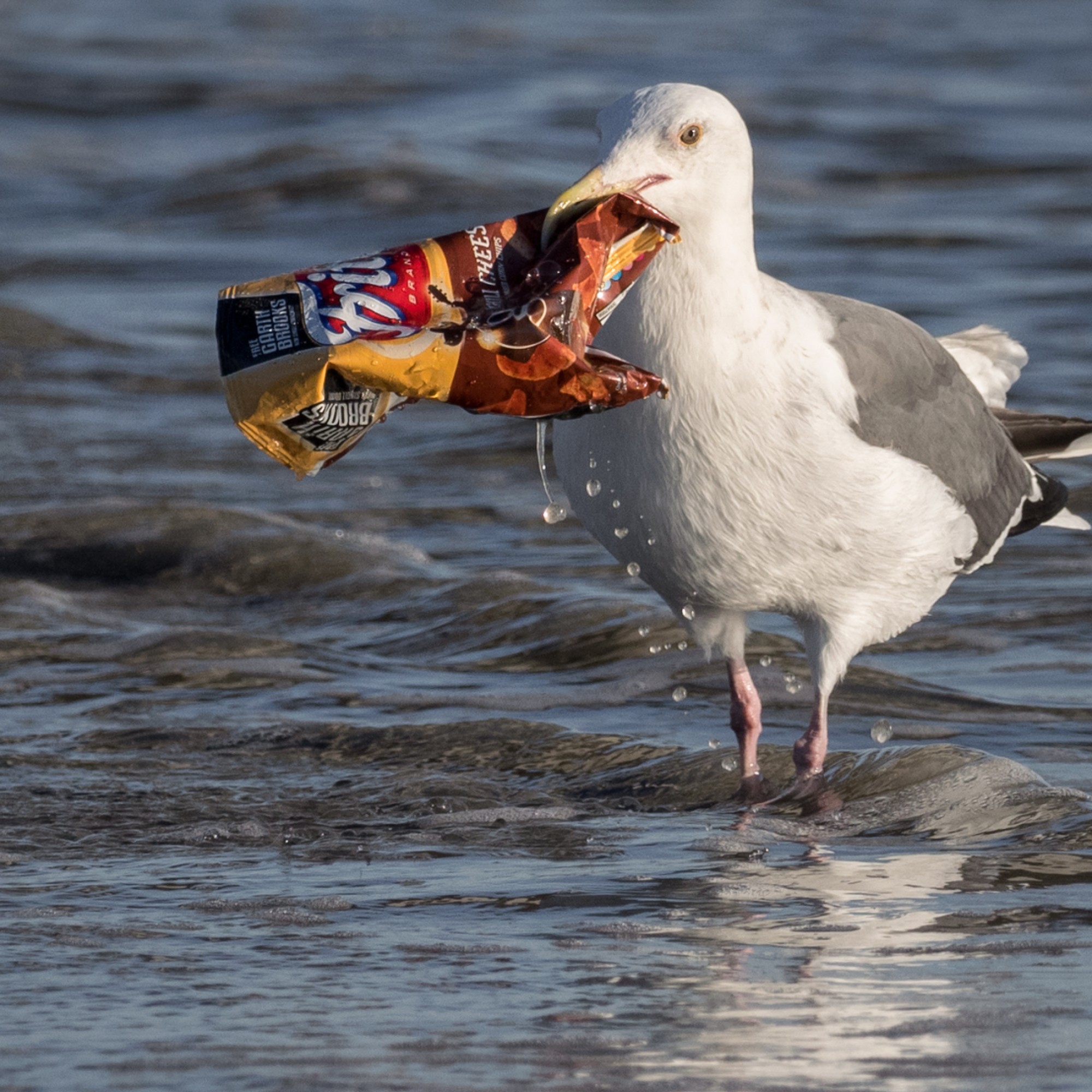 Möwe mit Plastikabfall