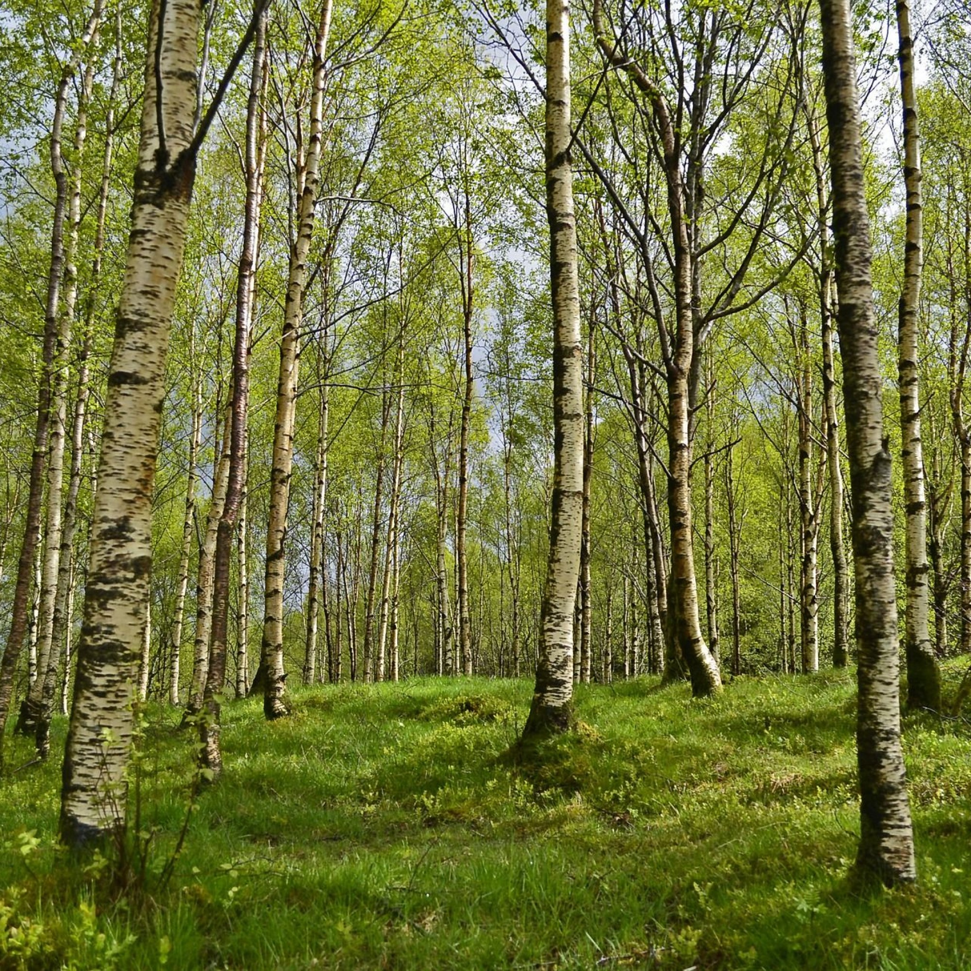 Birkenwald: Bafu publiziert die Vollzugshilfe Waldschutz für den Umgang mit Schadorganismen