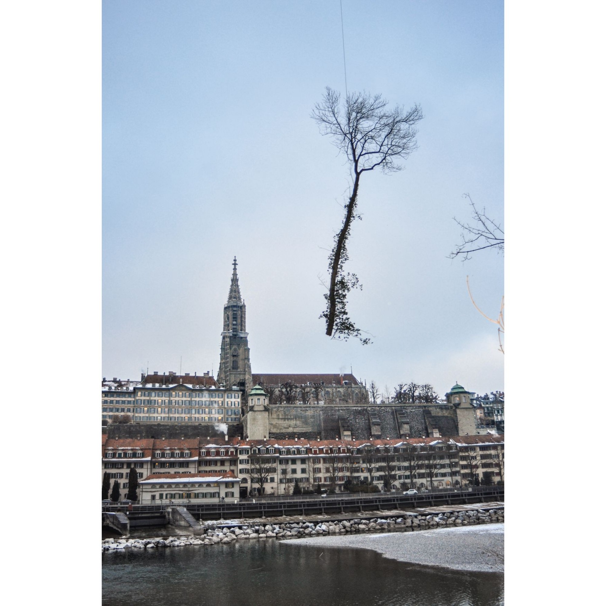 Eschentriebsterben: Baumfällung in Bern