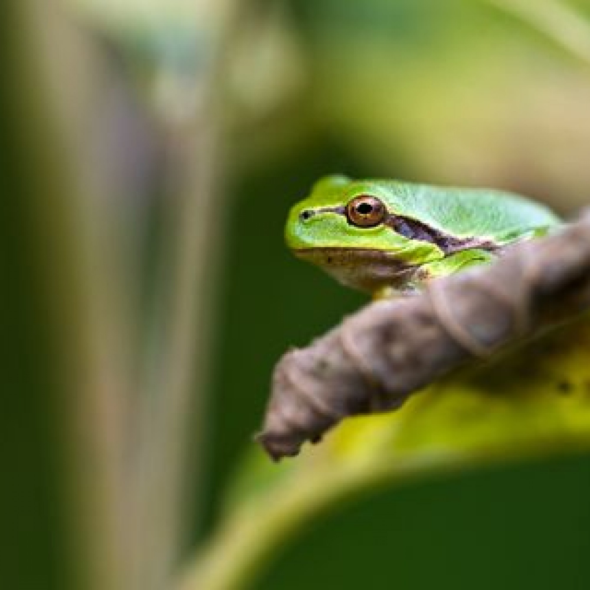 Laubfrosch auf einem Ast