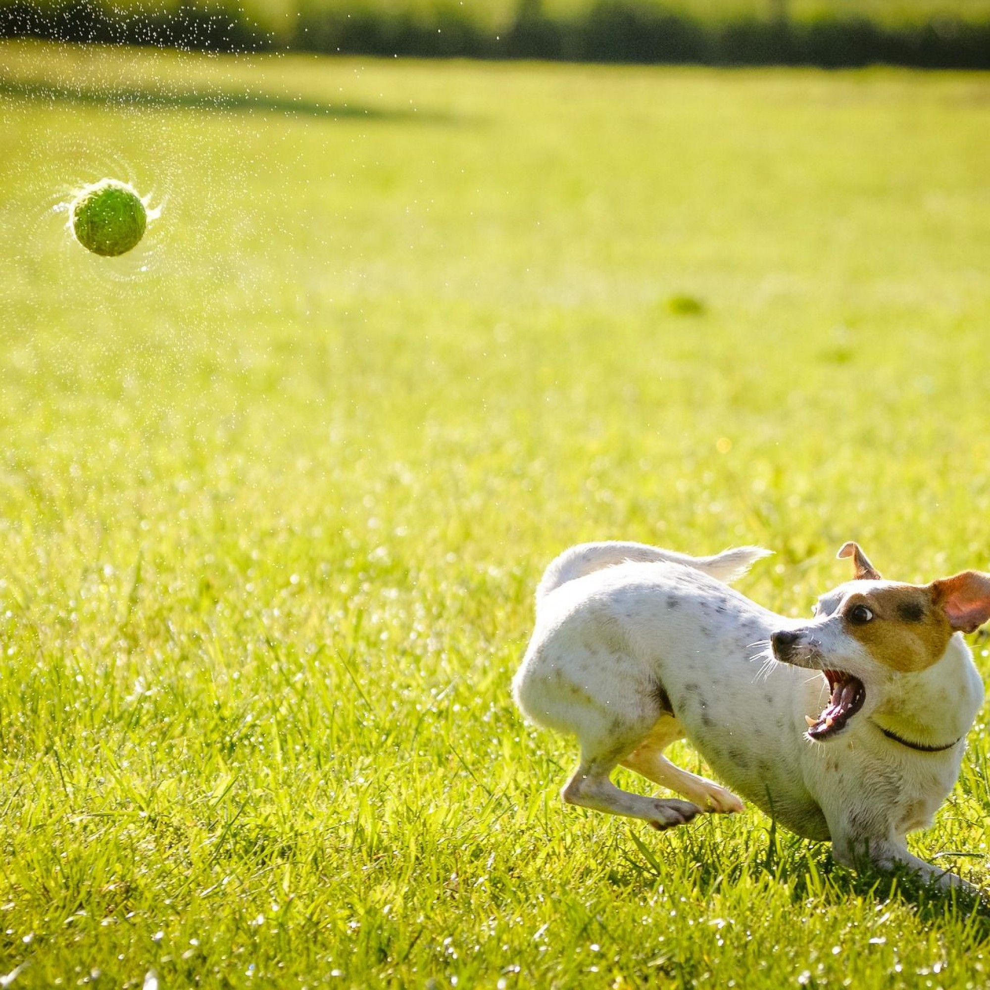 Spielender Hund