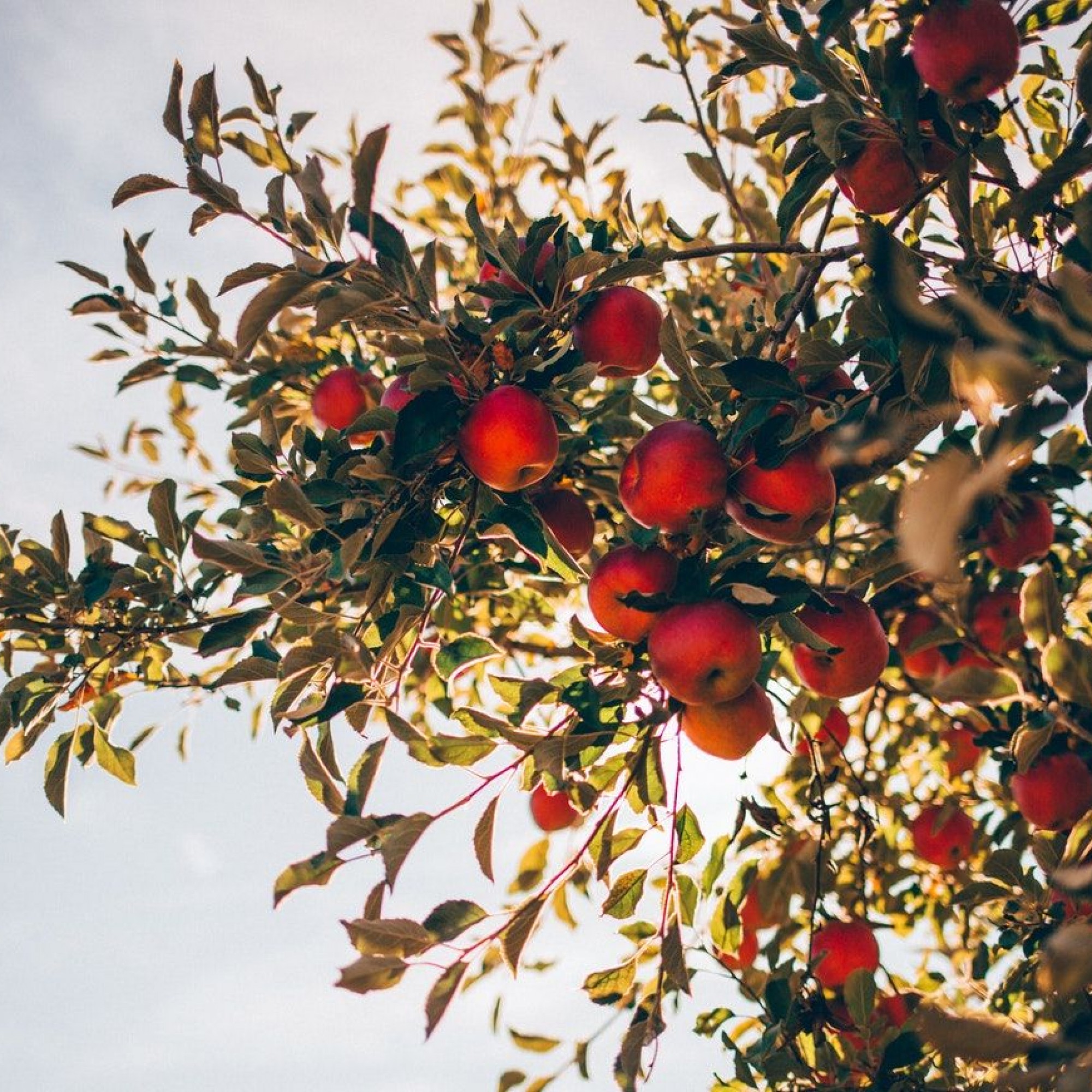 Apfelbaum mit Äpfeln von unten 