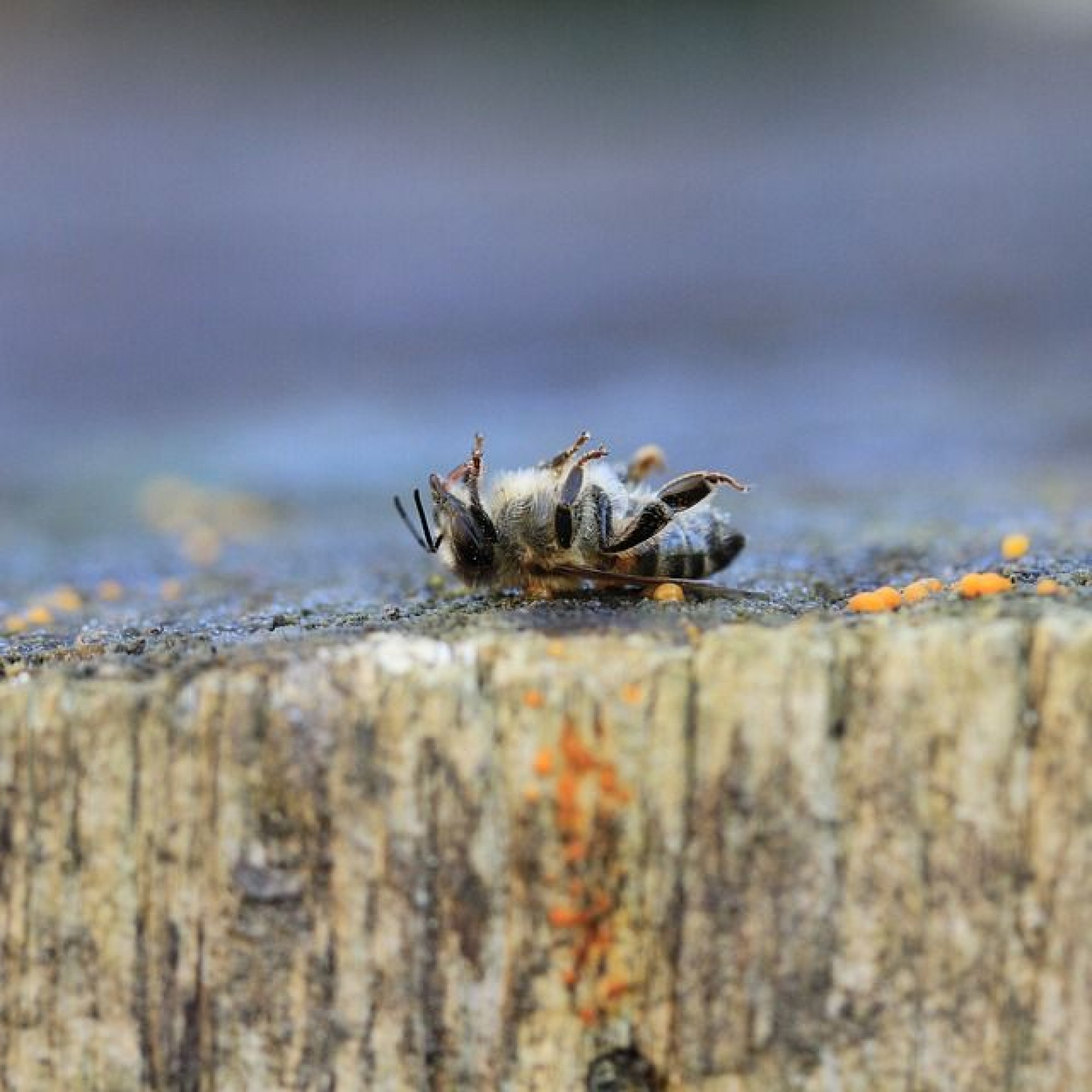 Biene stirbt wegen Pestiziden und Herbiziden