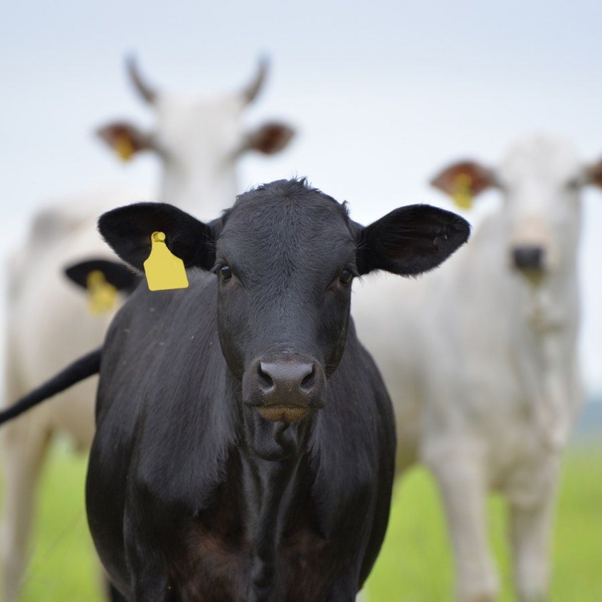 Kuh auf Feld guckt in die Kamera