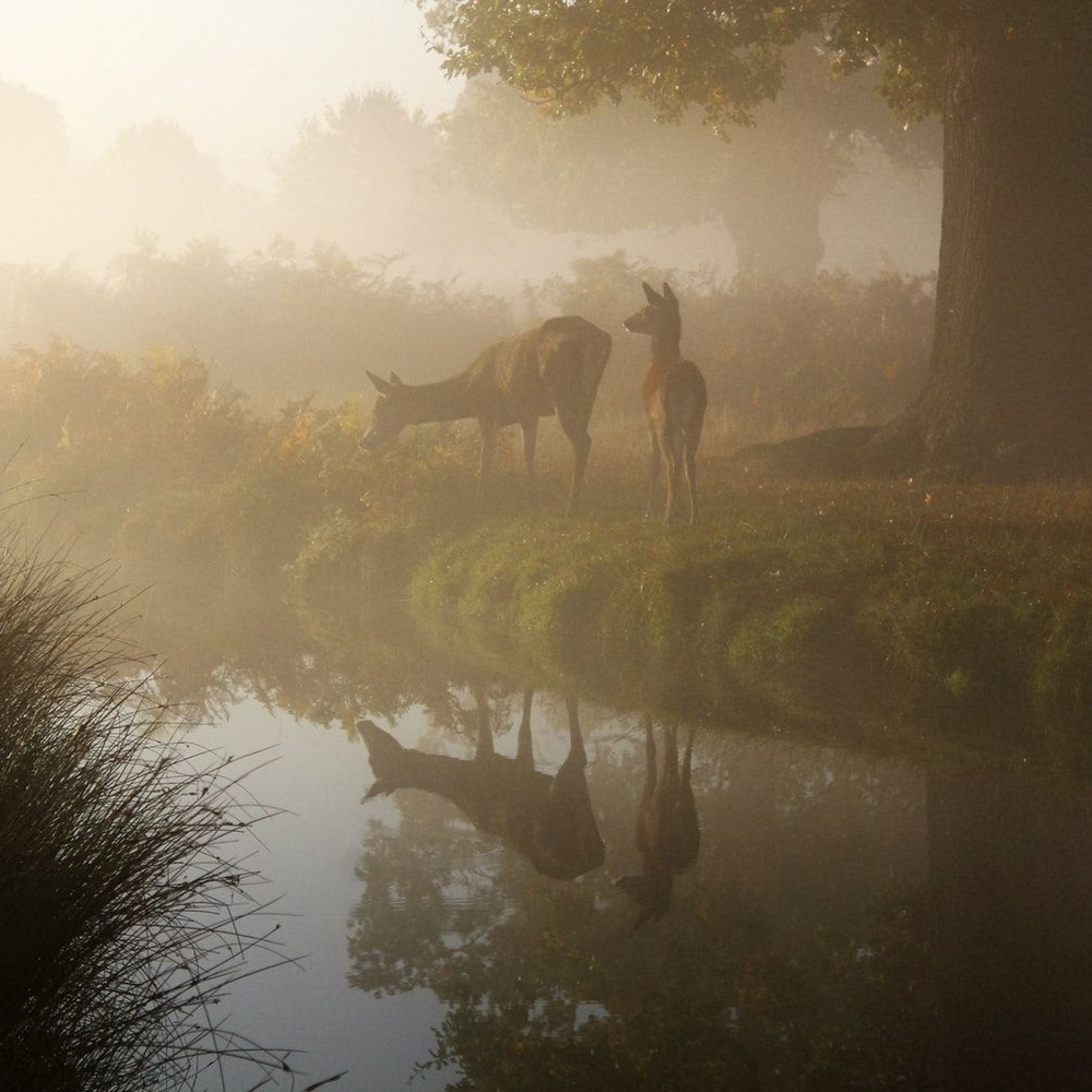 Zwei Rehe äsen nahe eines Teichs im Morgendunst