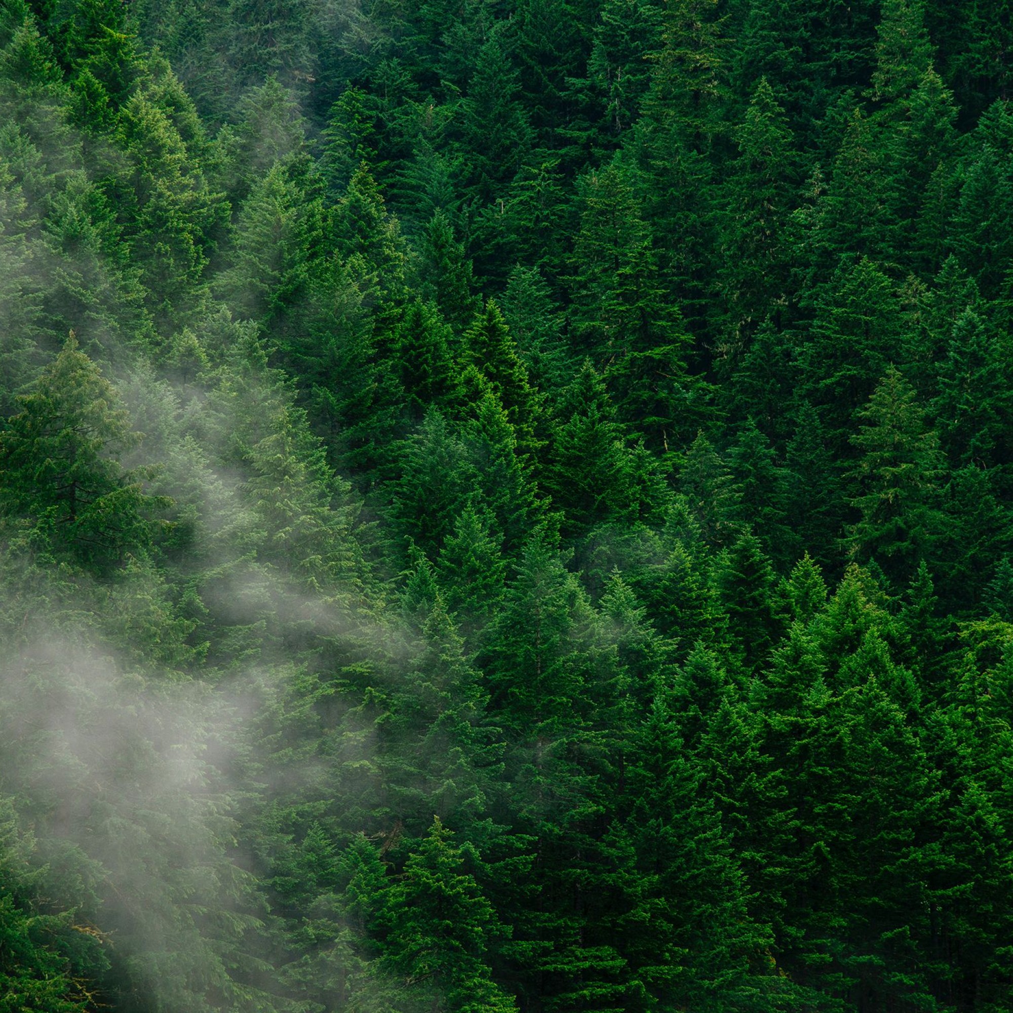 Wald von oben.