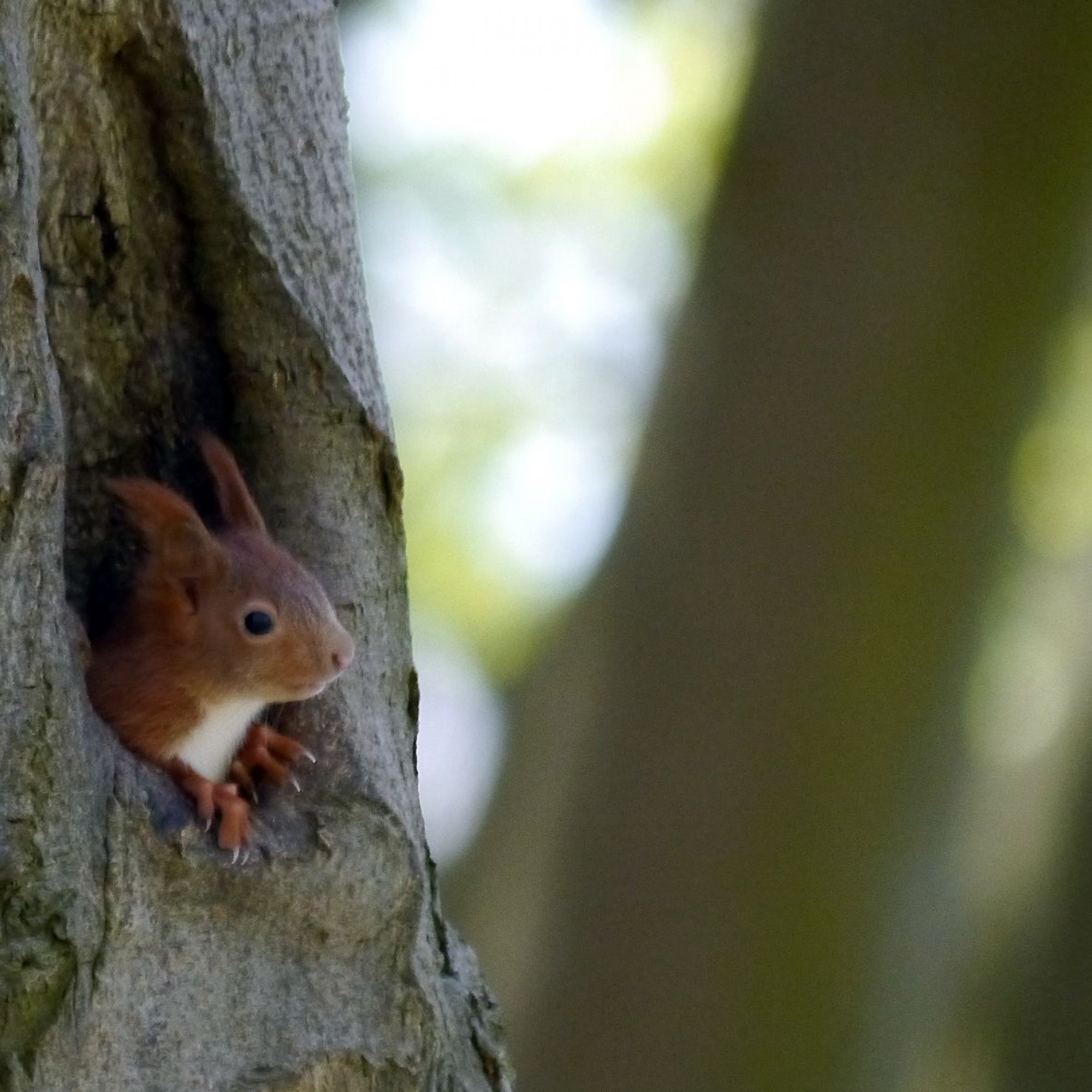 Eichhörnchen.