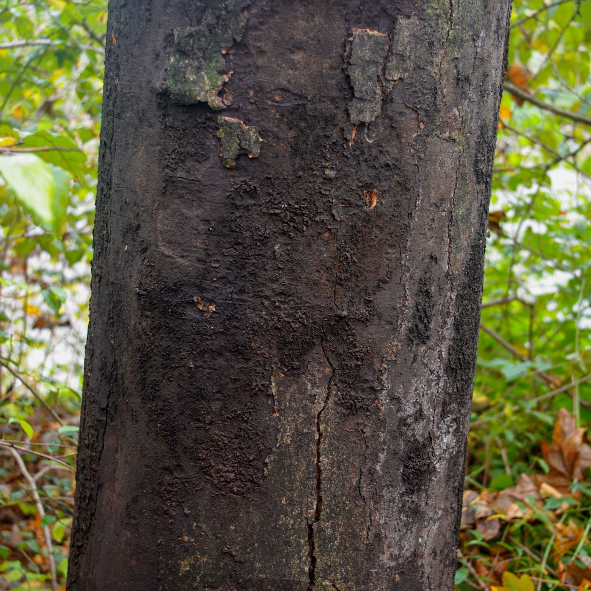 Russrindenkrankheit Baum