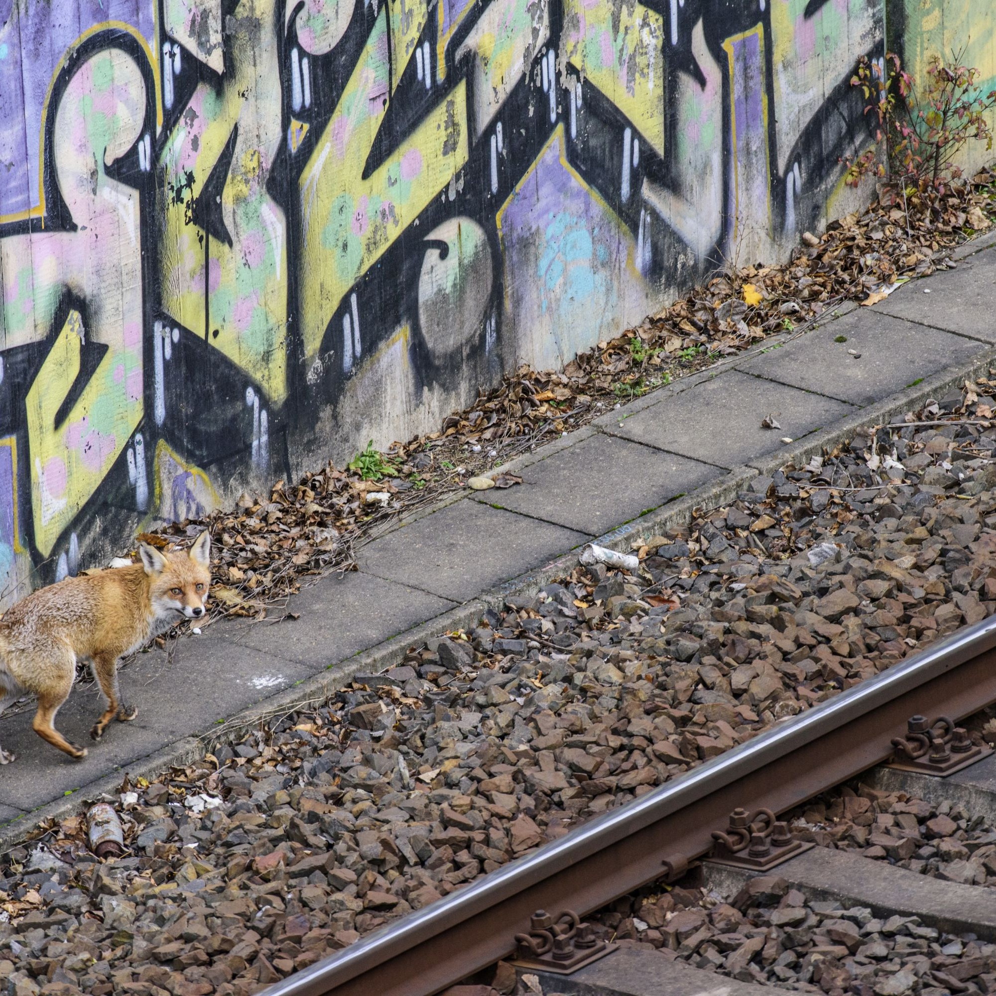 Stadtfuchs beim Bahngleis.