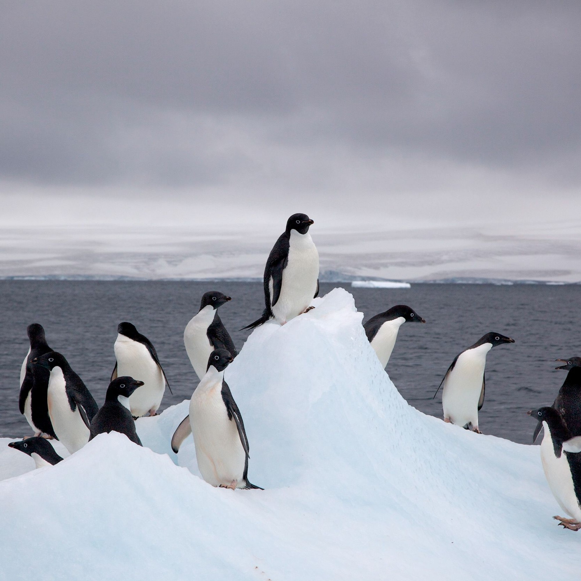 Adeliepinguine auf einem Eisberg,