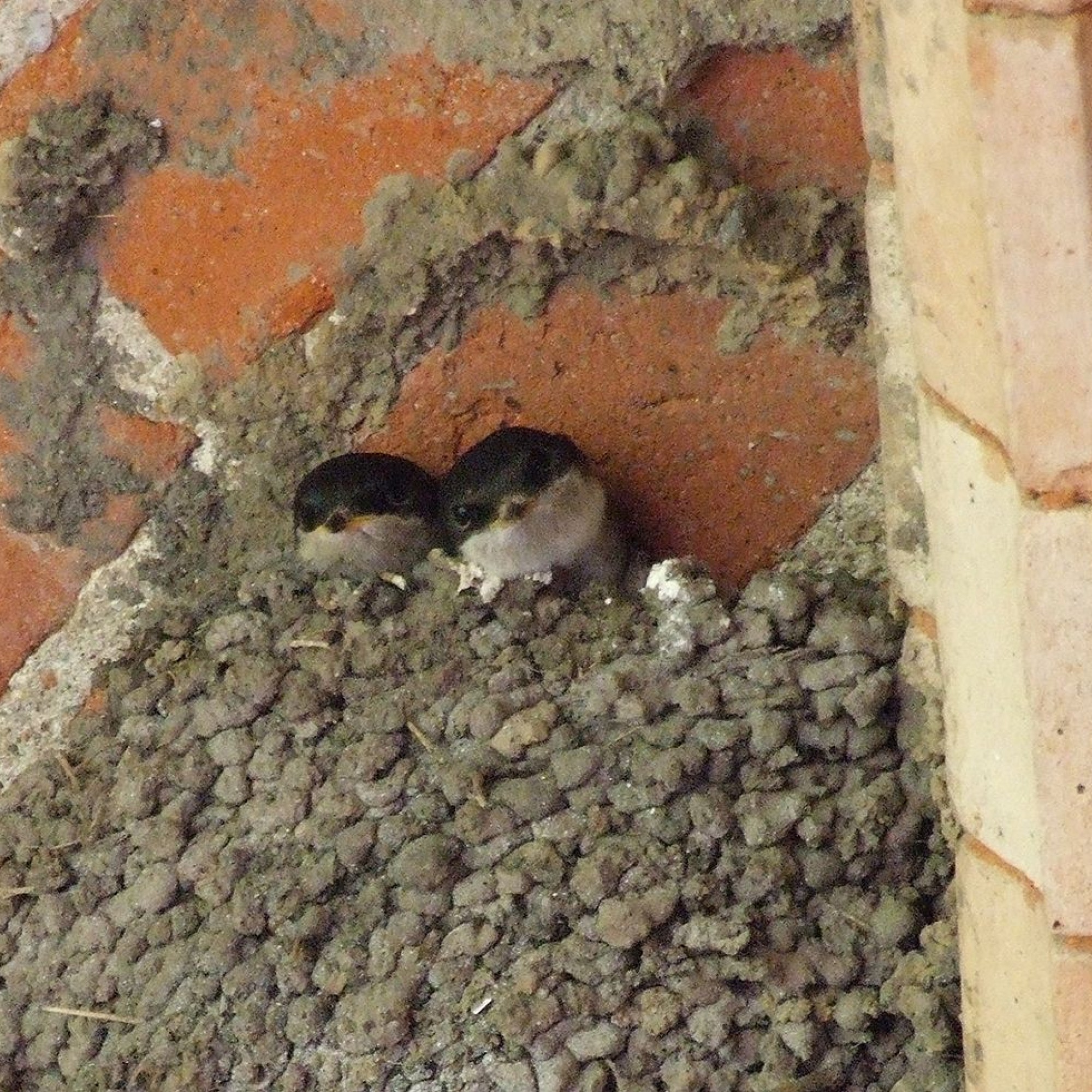 Zwei junge Mehlschwalben im Nest.