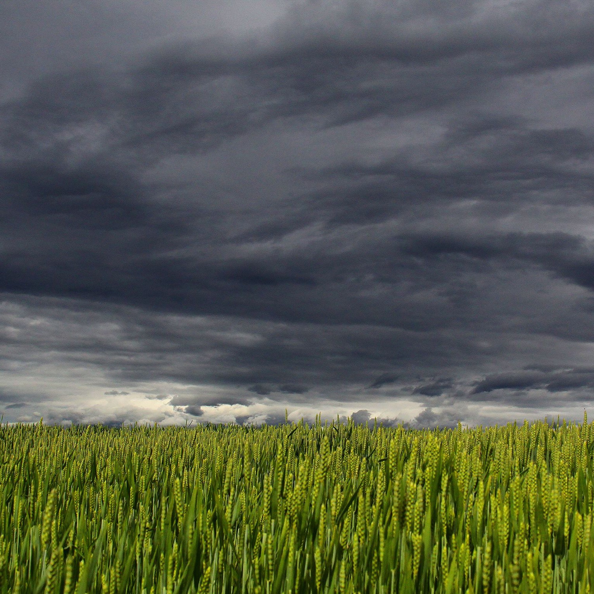 Weizenfald vor Gewitterhimmel.