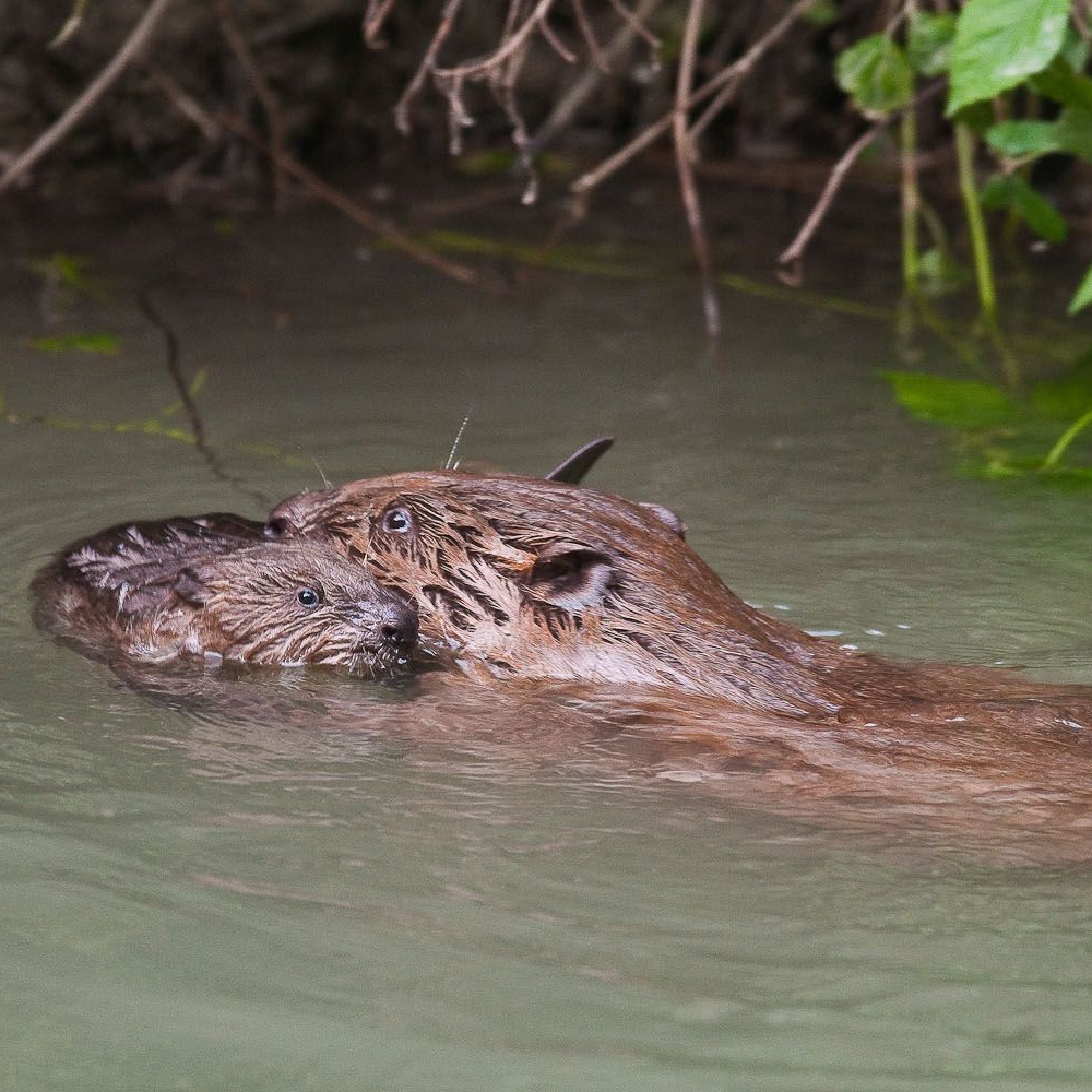 Schwimmender Biber 