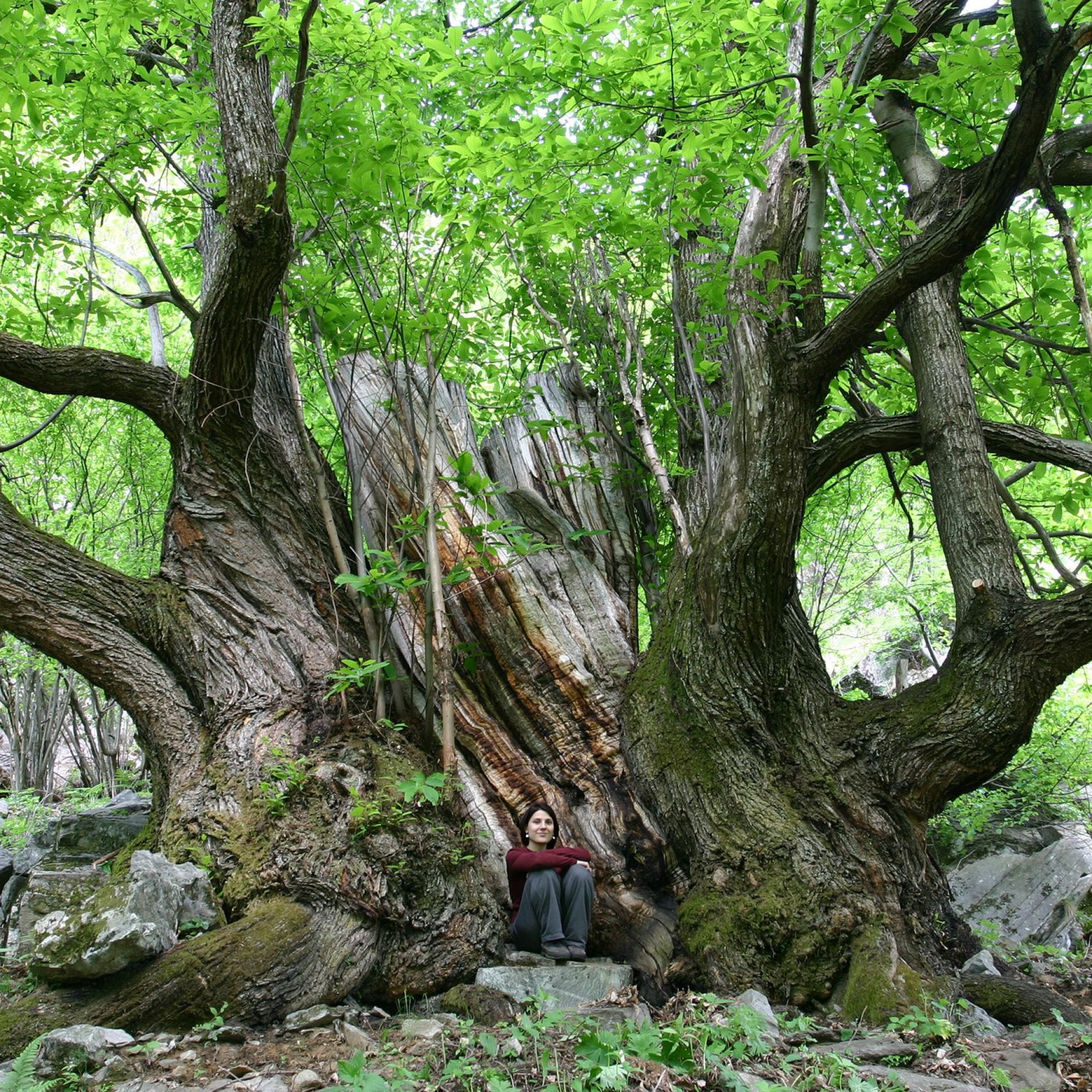 Riesenkastanie im Tessin.