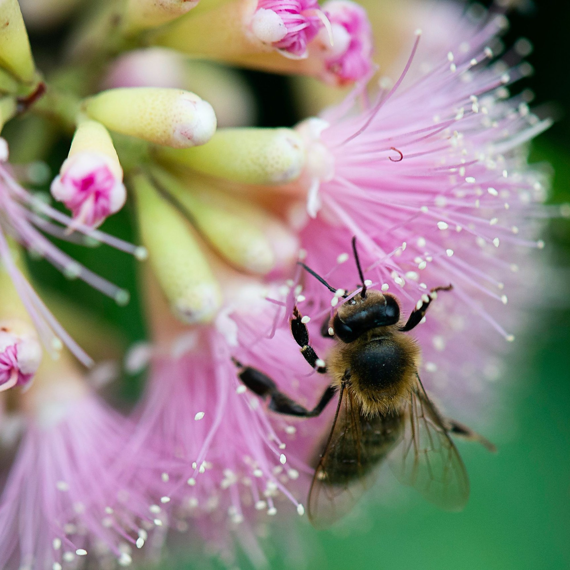 Biene bei der Honigsuche auf einer Blüte.