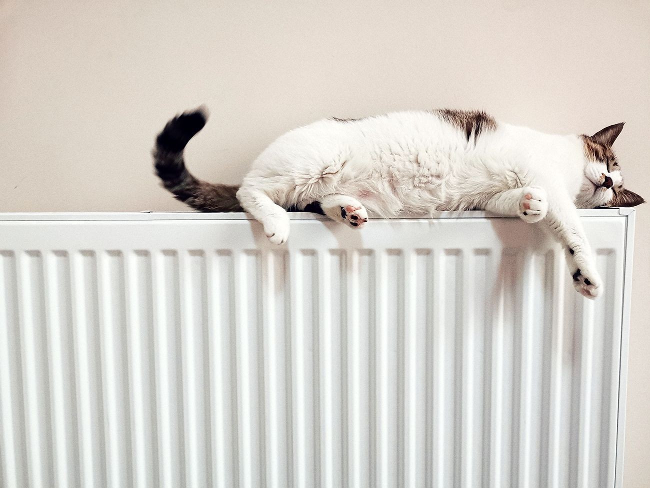 Katze auf einem Radiator.