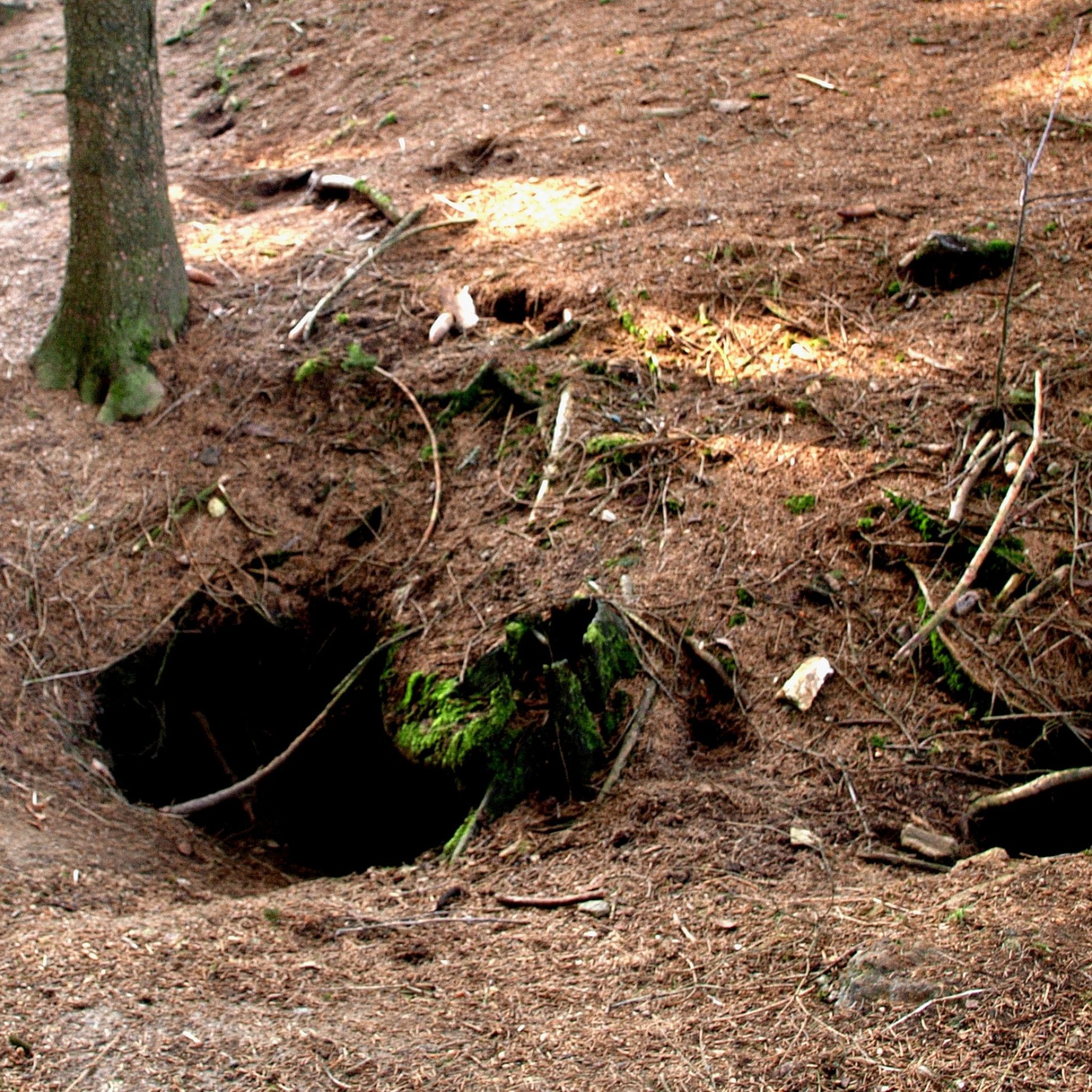 Dachs-Höhlen im Wald