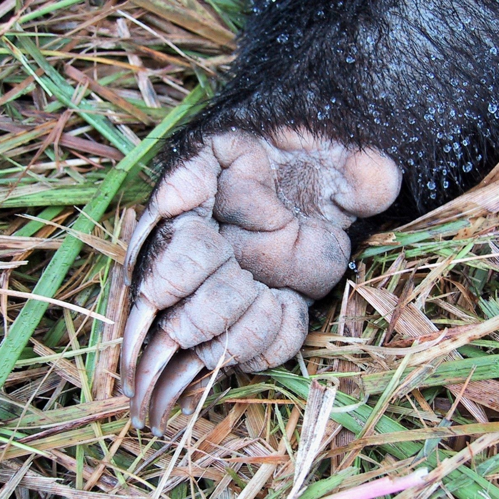 Vorderpfoten von einem Dachs