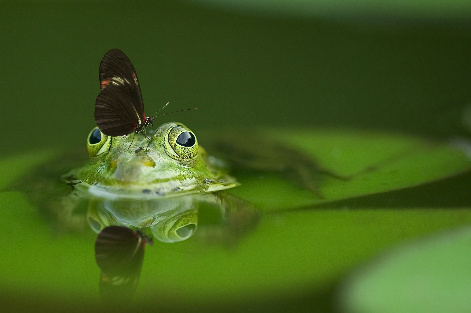 Frosch und Schmetterling im Teich