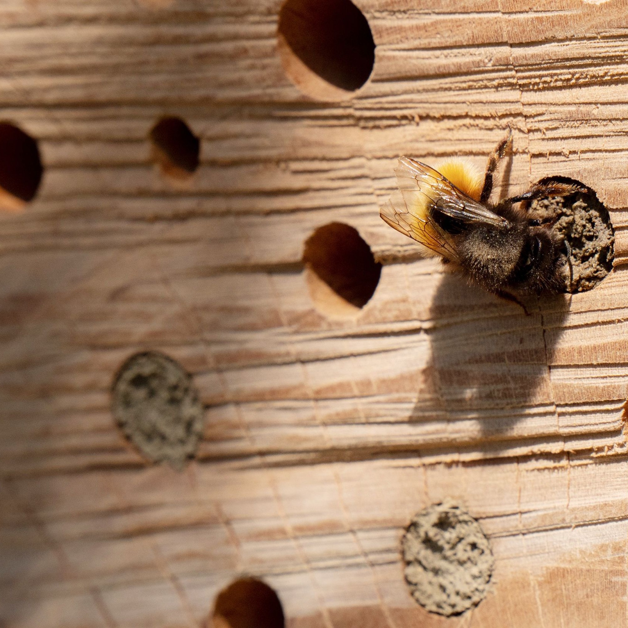 Insektenhotel, Detail.