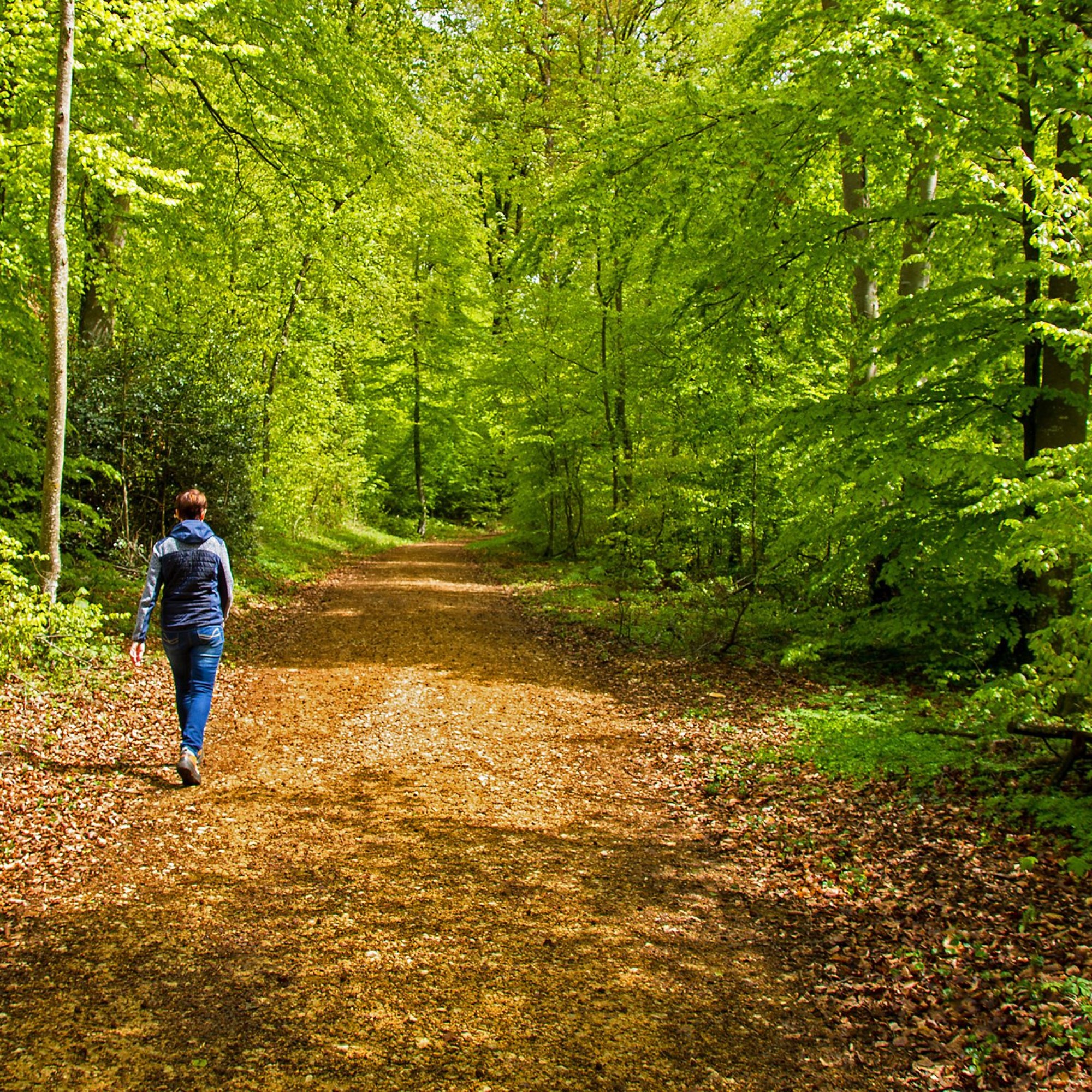 Weg im Wald mit Spaziergänger.