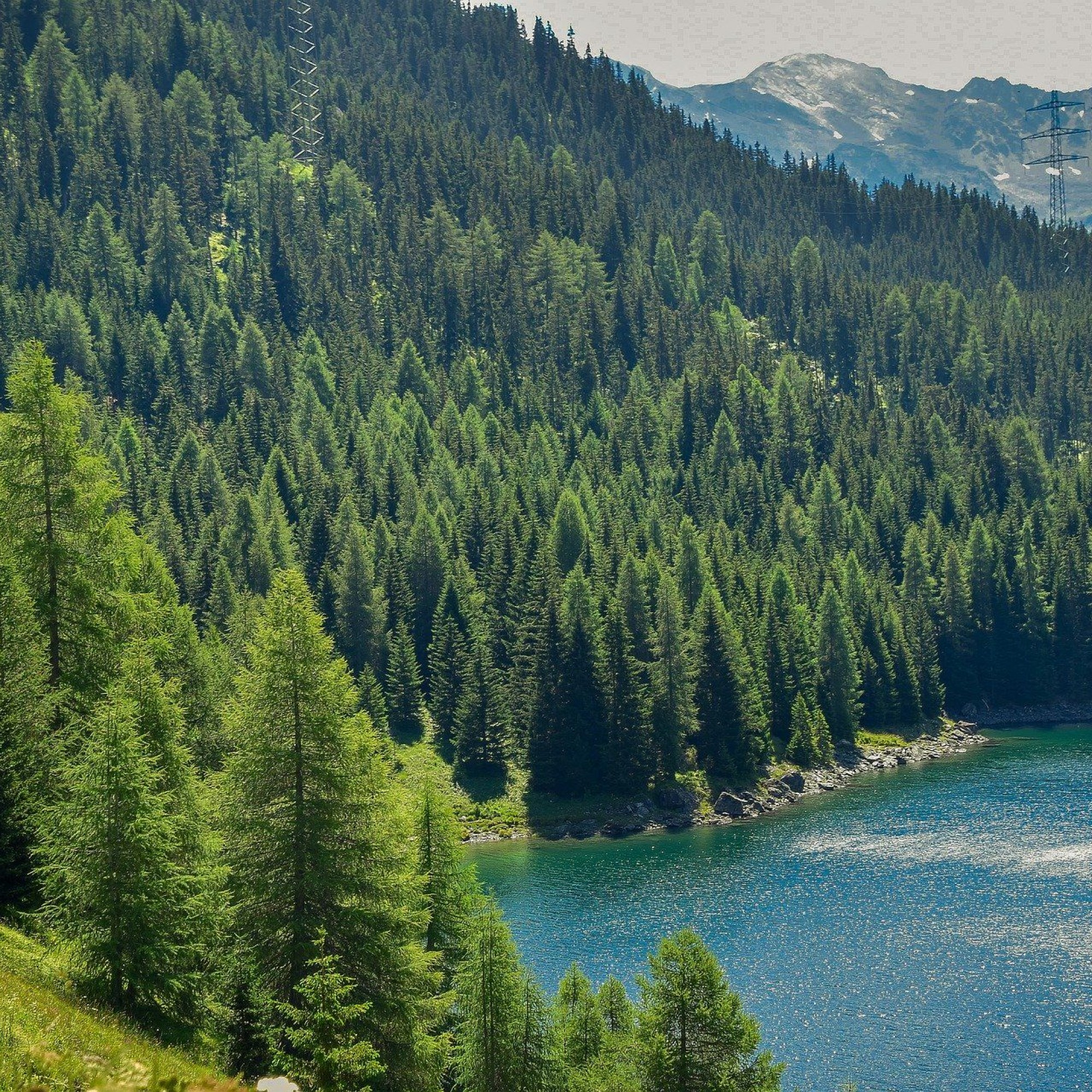 Wald in der Schweiz