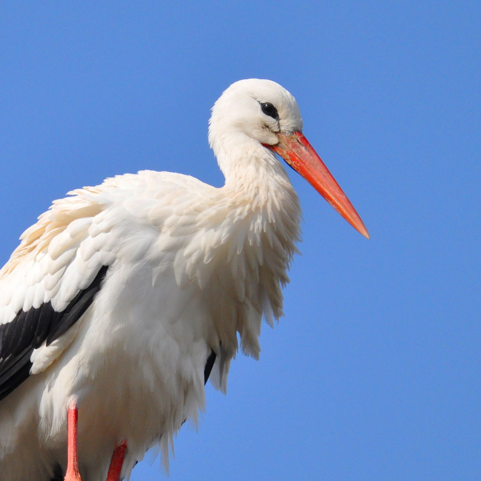 SBB Baut St rchen Ein Neues Nest Baublatt