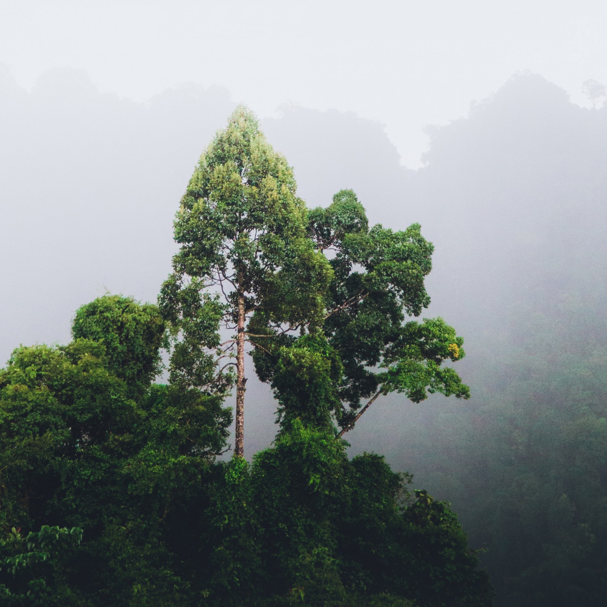 Baum im Dschungel in Thailand.