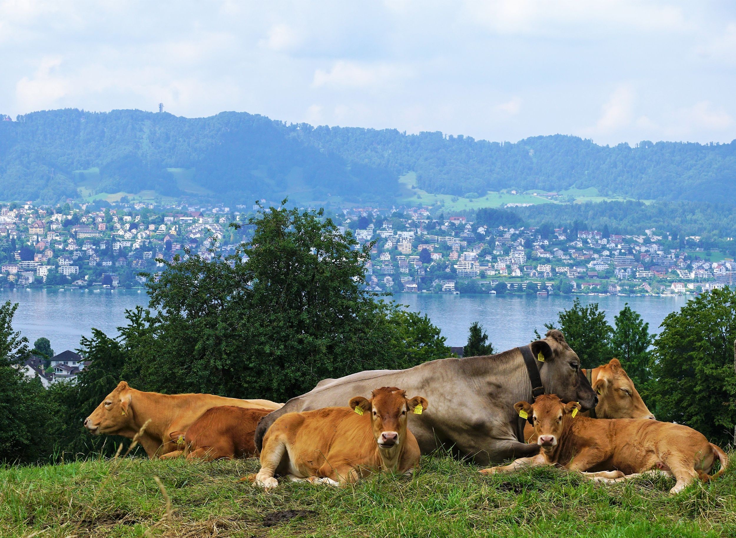 Kühe auf einer Wiese bei Zollikon mit Blick auf den Zürichsee.
