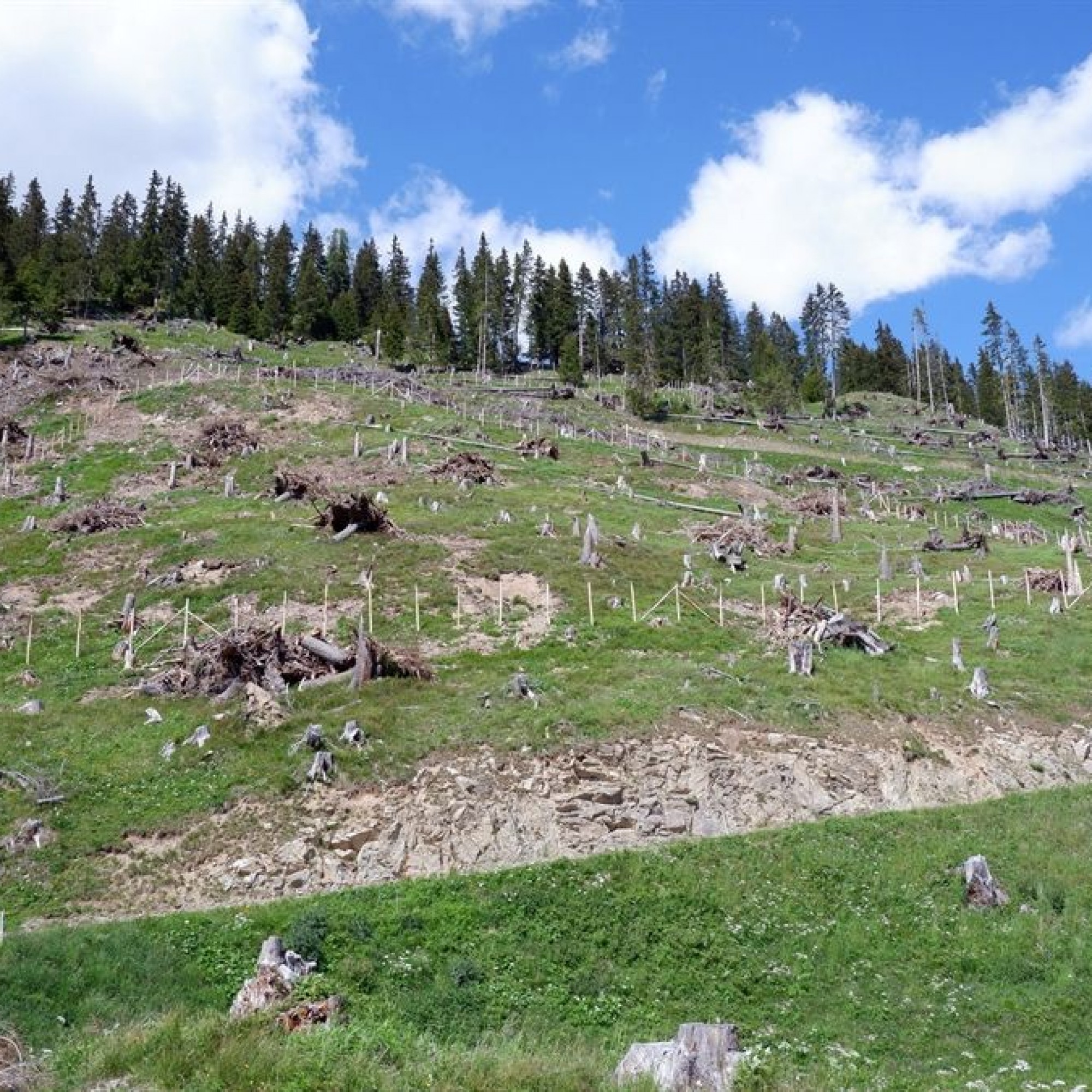 Sturmschadenfläche von Vaia oberhalb von Bergün