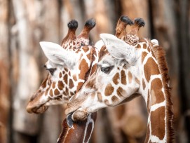 Zoo Zürich, Marco Schaffner