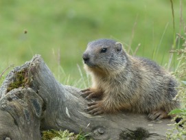 Murmeltiere bedrohen die Sicherheit des Tannensee-Damms.