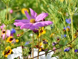 Blumenwiese