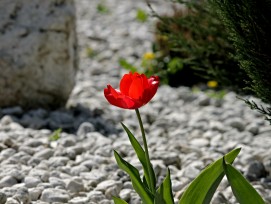 Steingarten Schottergarten Steinwüste Geröllhalde