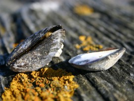 Miesmuscheln